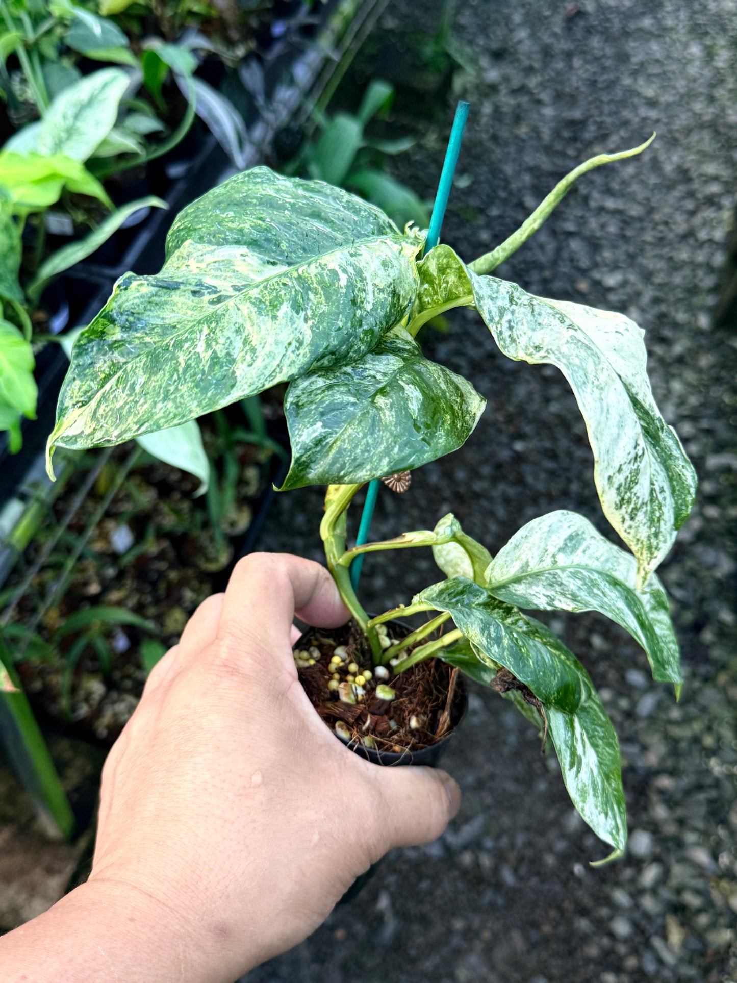 Rhaphidophora 'Puberula Variegata' R48
