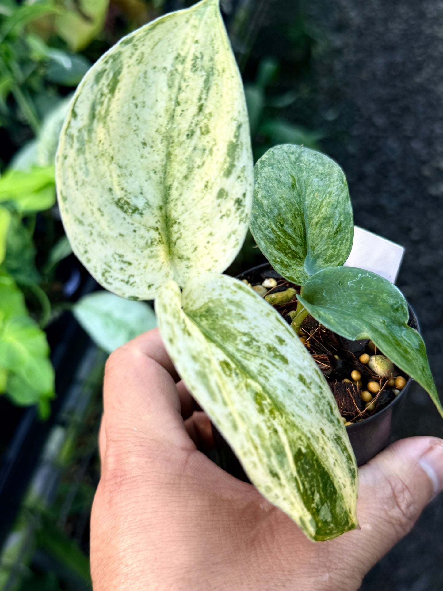 Scindapsus Jade Satin Marble Variegata R44