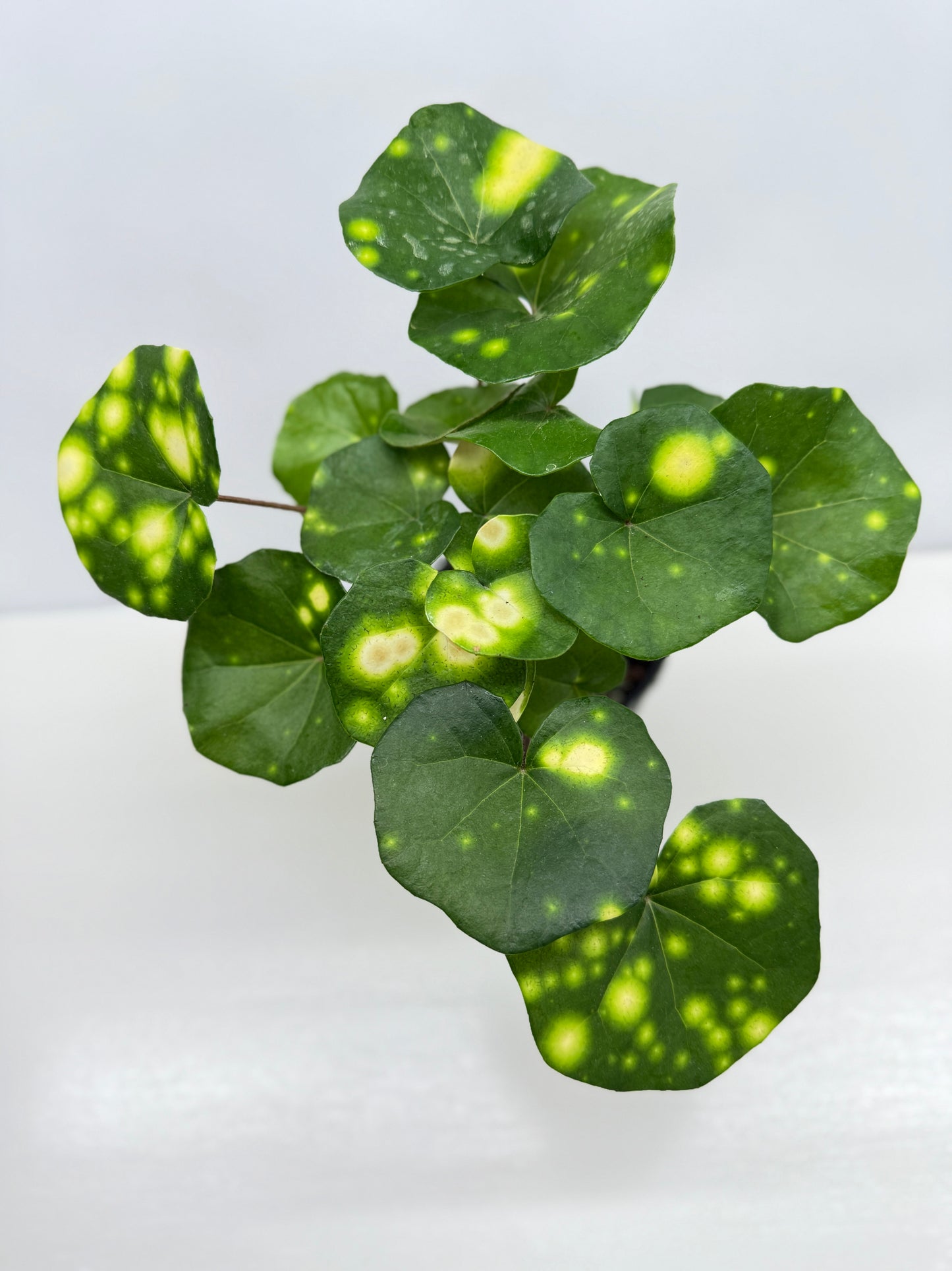 Farfugium japonicum - Firefly Leopard Plant (Standard) - Best Pick of the Crop!