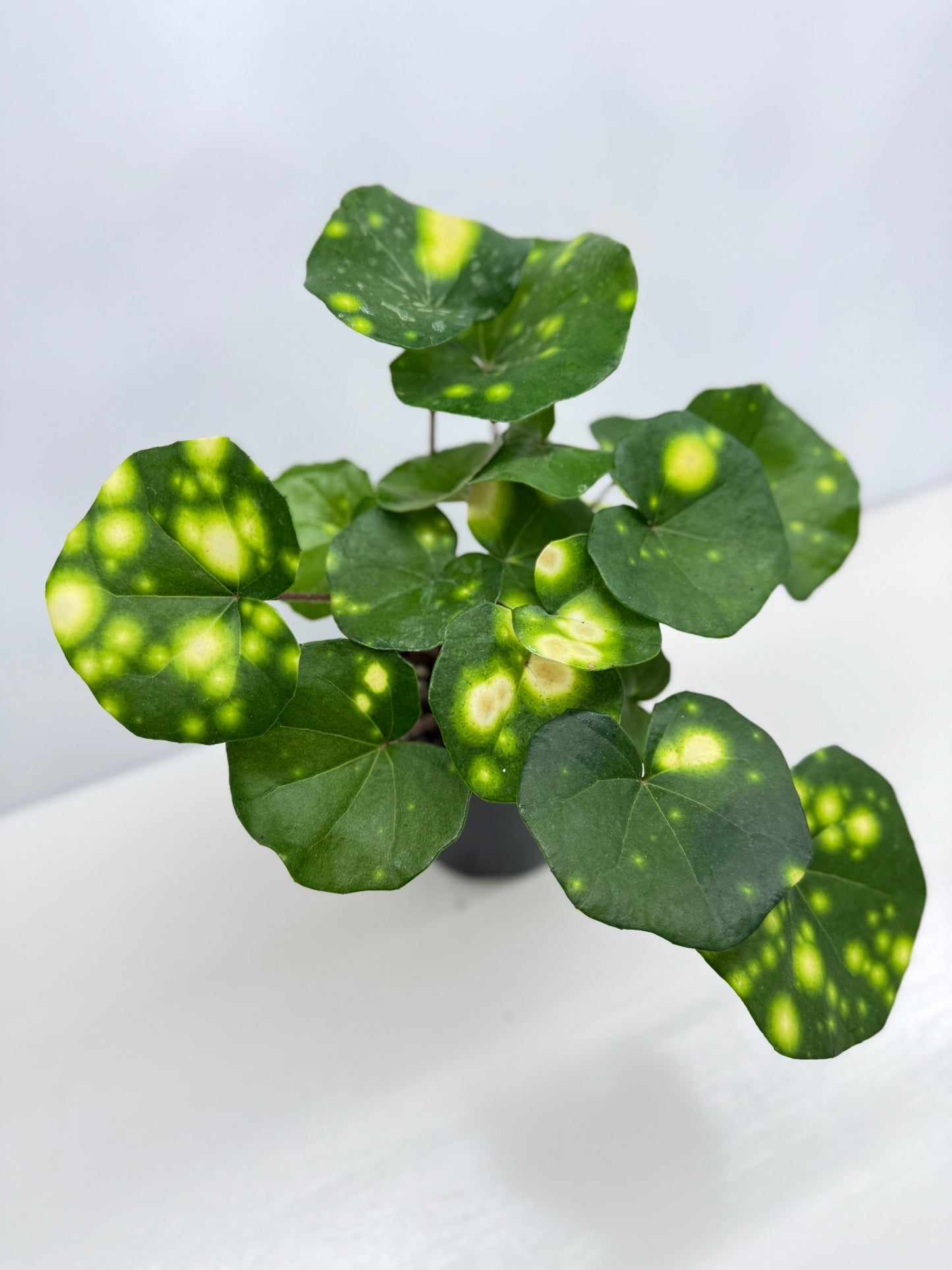 Farfugium japonicum - Firefly Leopard Plant (Standard) - Best Pick of the Crop!