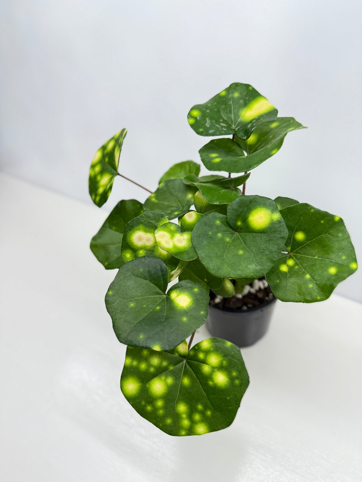 Farfugium japonicum - Firefly Leopard Plant (Standard) - Best Pick of the Crop!