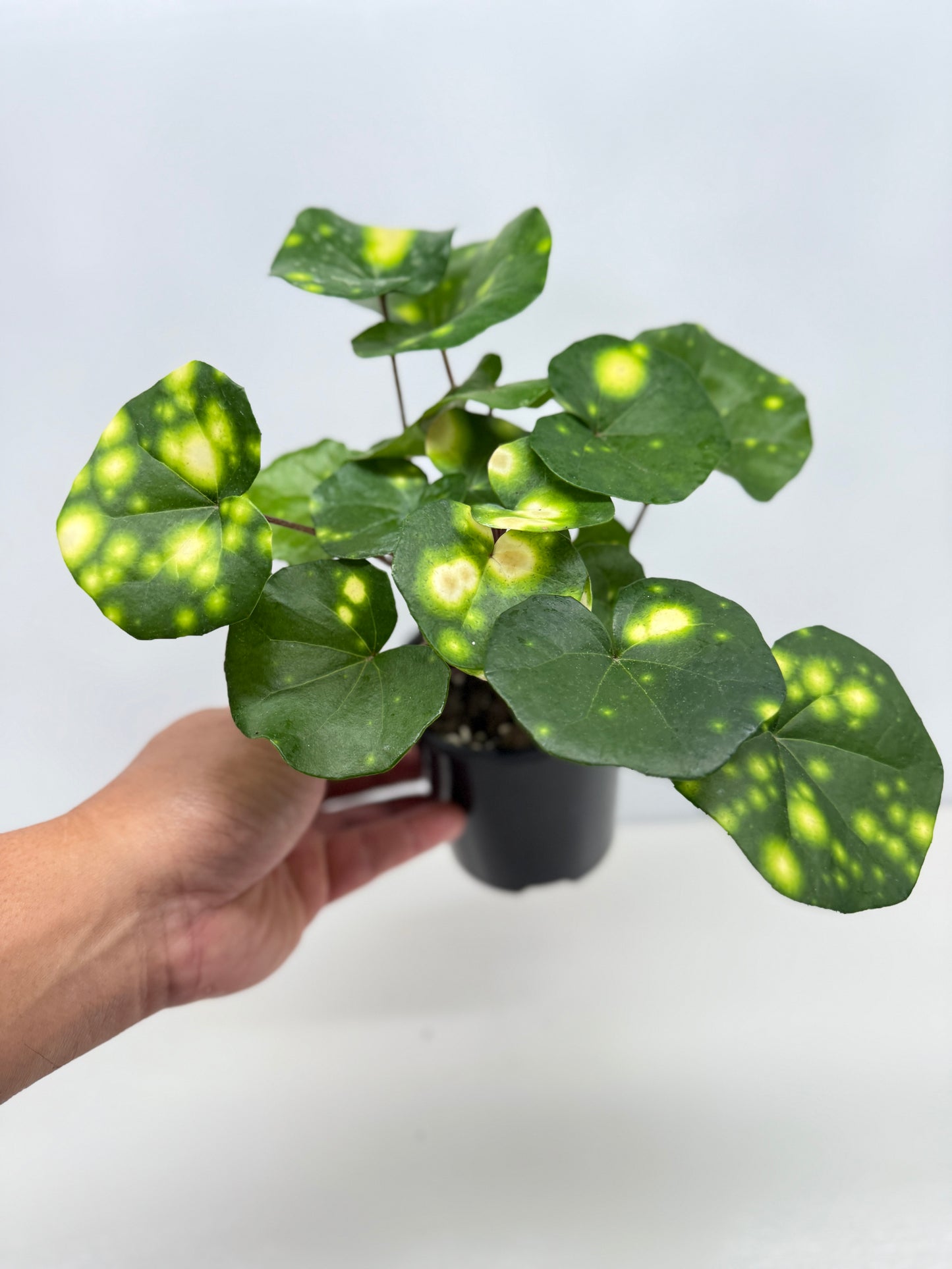 Farfugium japonicum "Firefly Leopard Plant" - Best Pick of the Crop!
