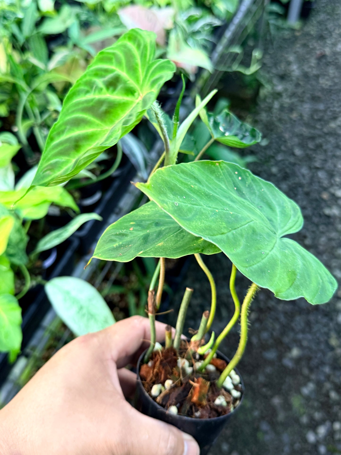 Philodendron 'Verrucosum' P48