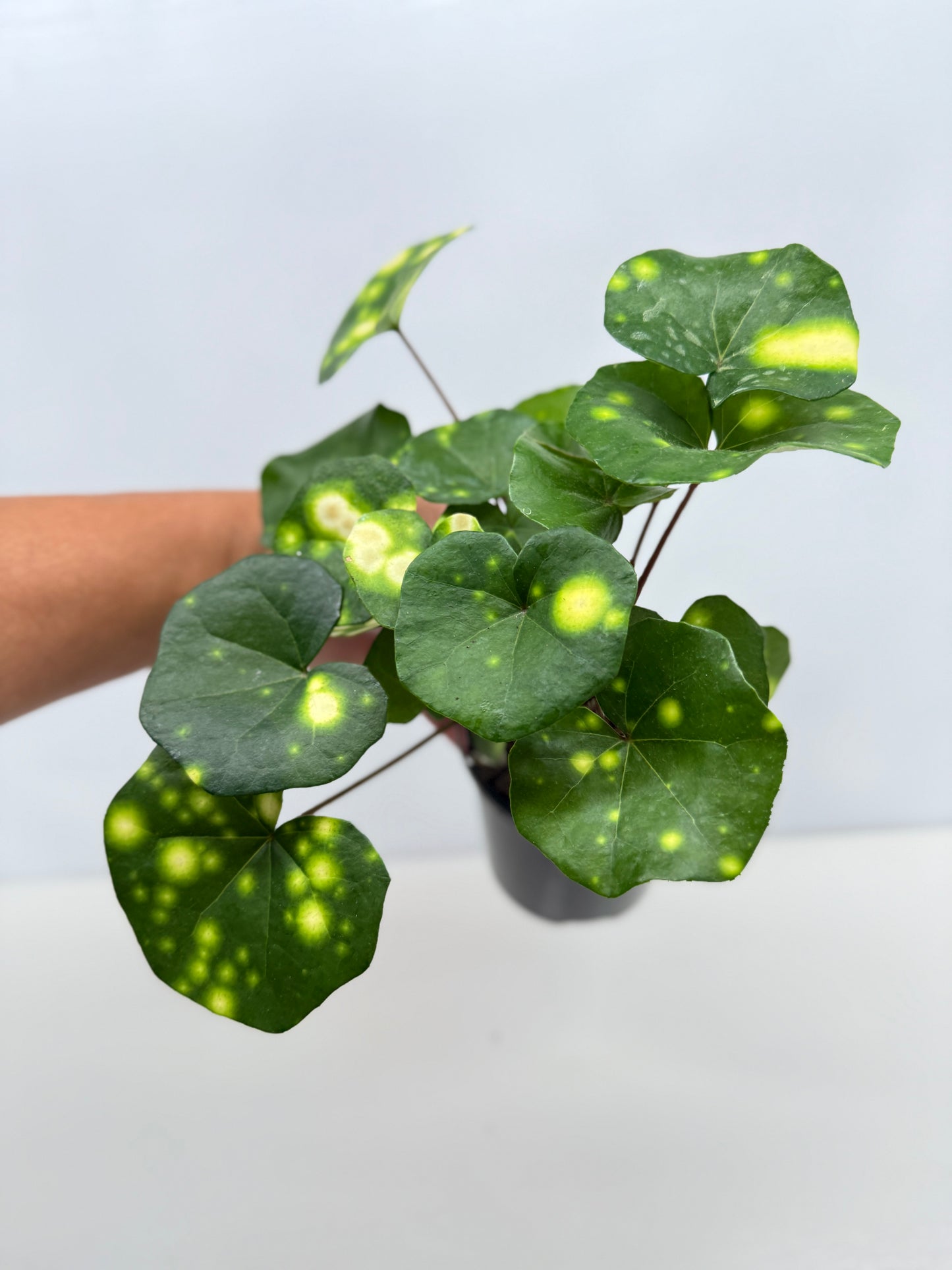 Farfugium japonicum - Firefly Leopard Plant (Standard) - Best Pick of the Crop!