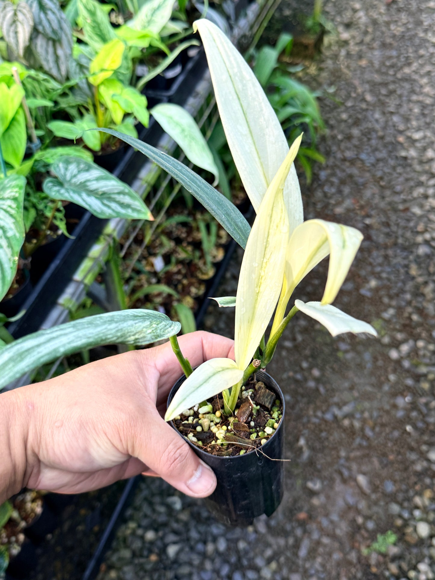 Epipremnum amplissimum 'Silver Variegata' R63