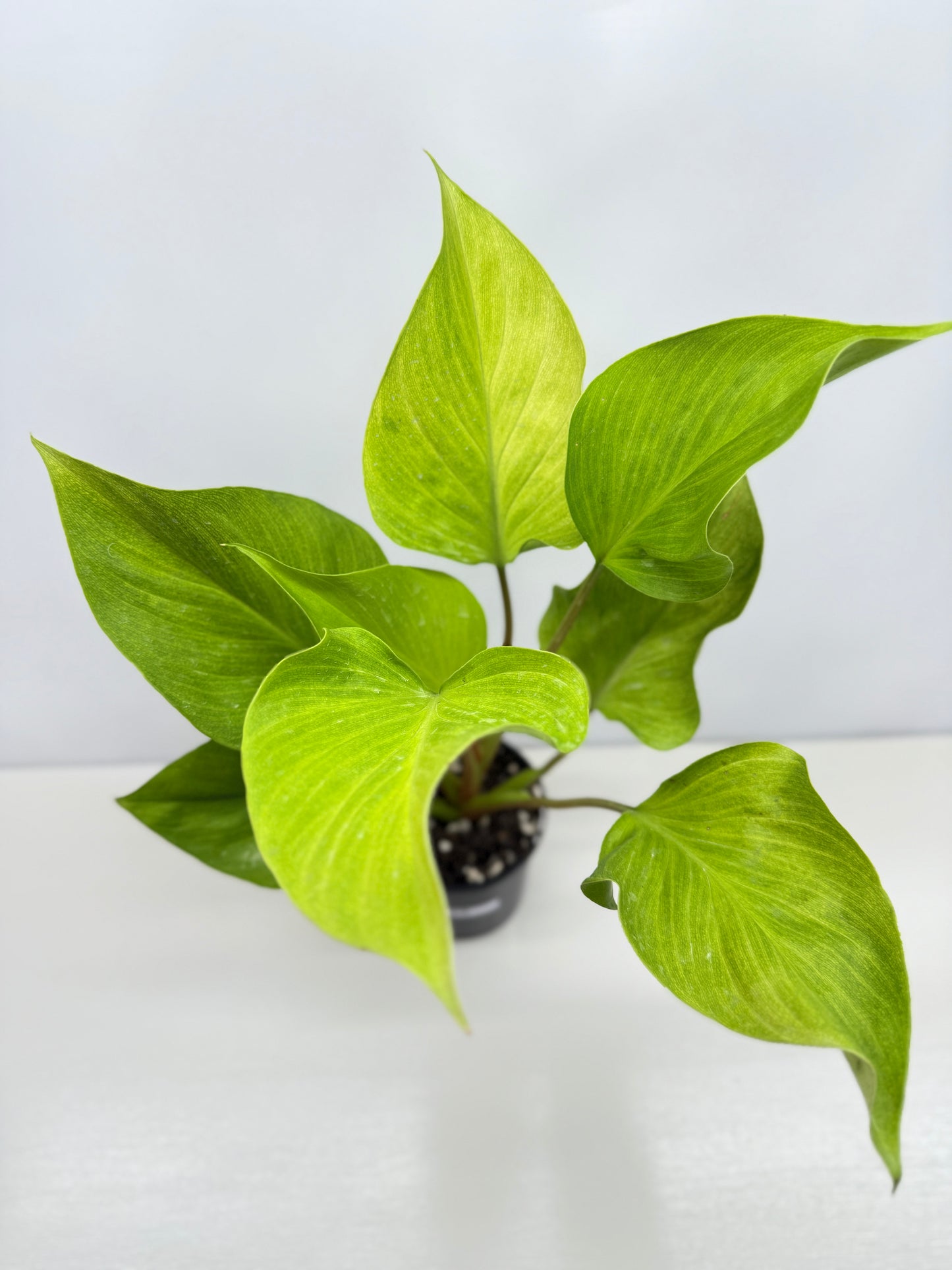 Homalomena Gold Z19