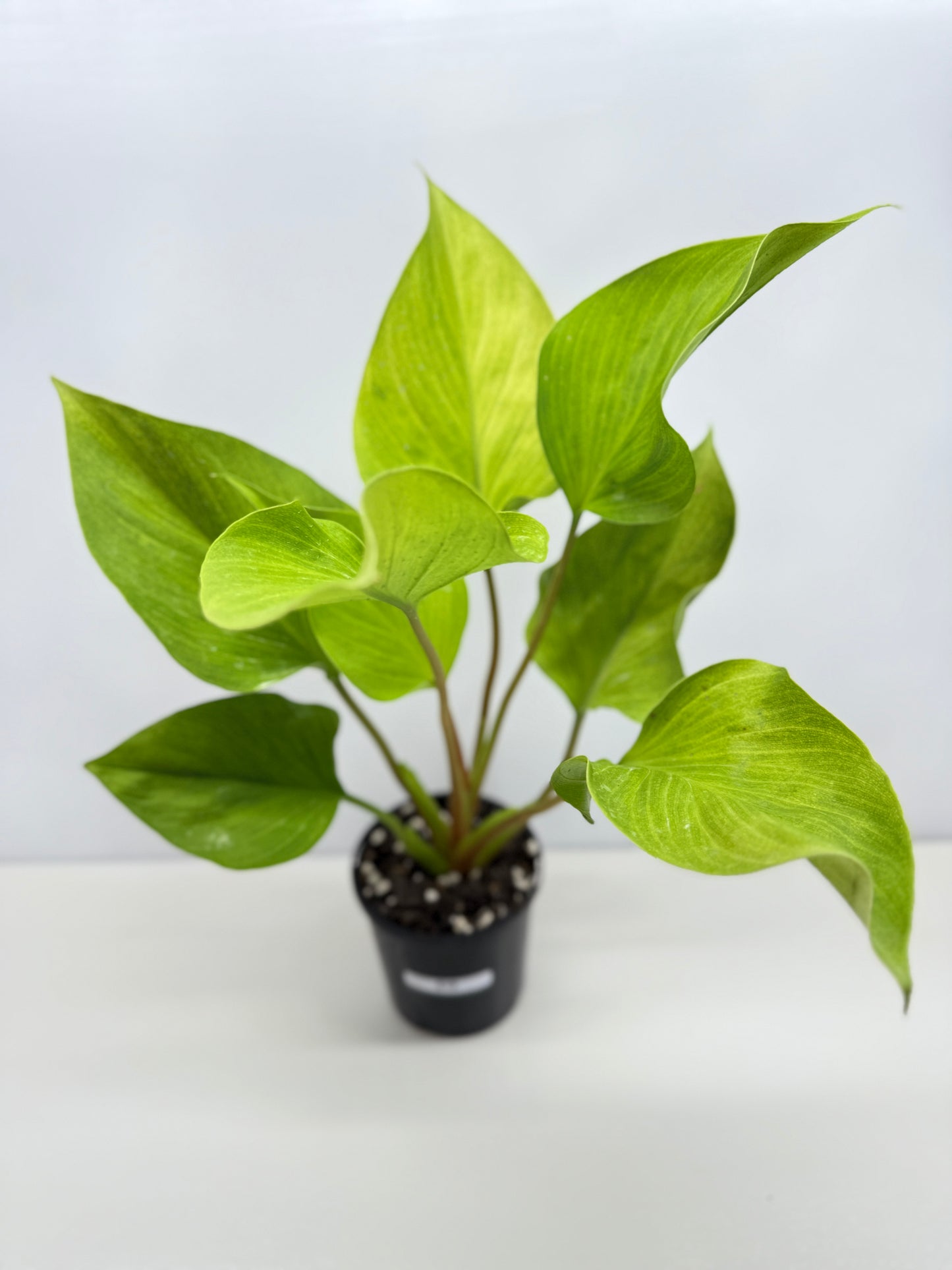 Homalomena Gold Z19