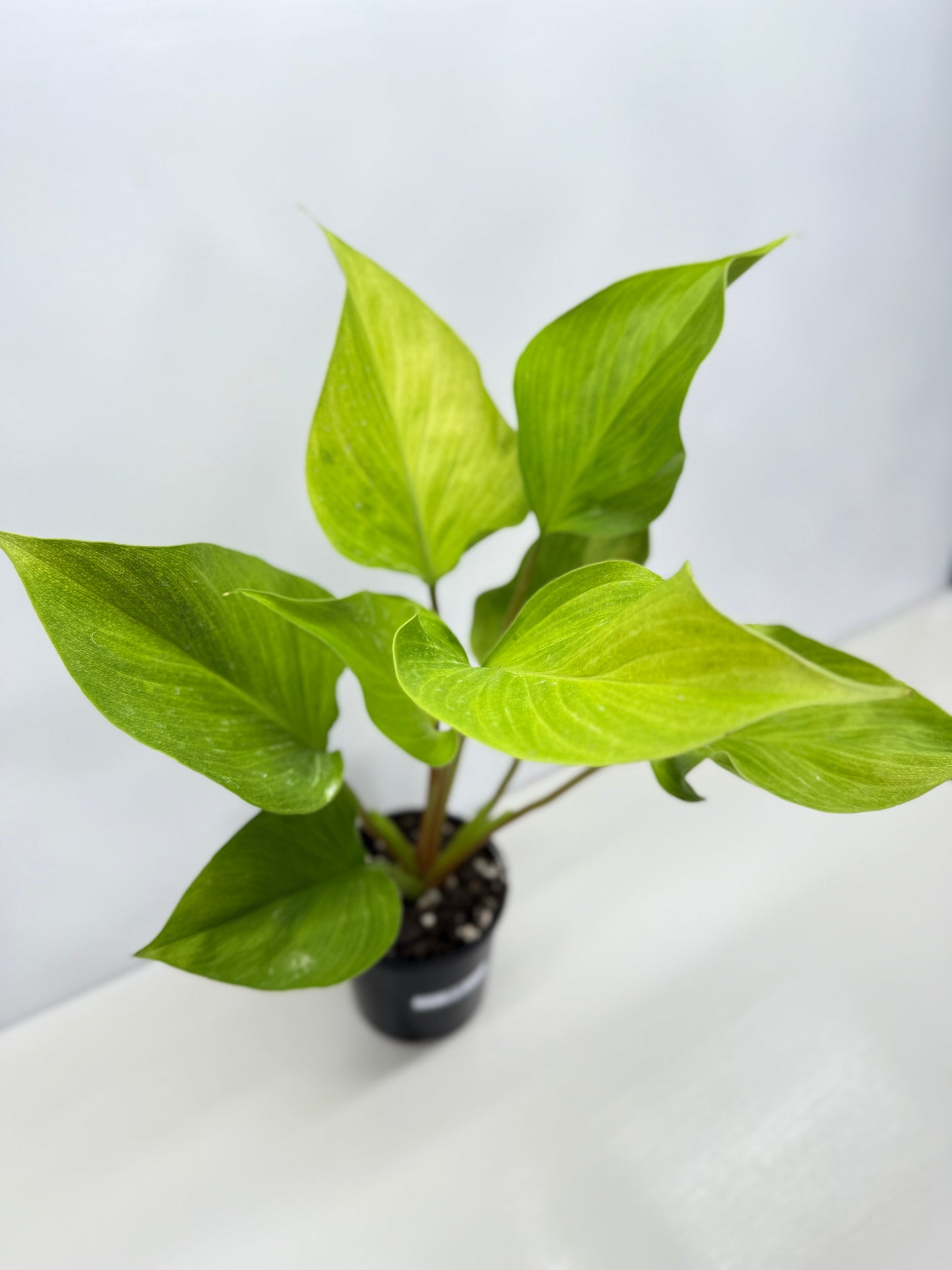 Homalomena Gold Z19