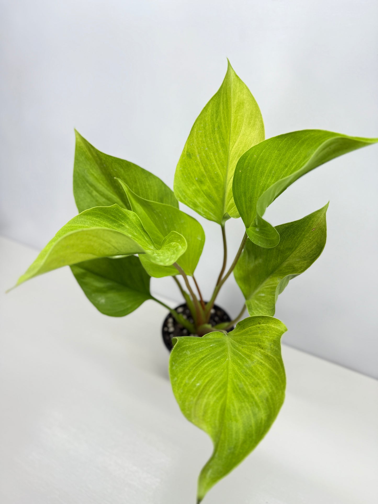 Homalomena Gold Z19