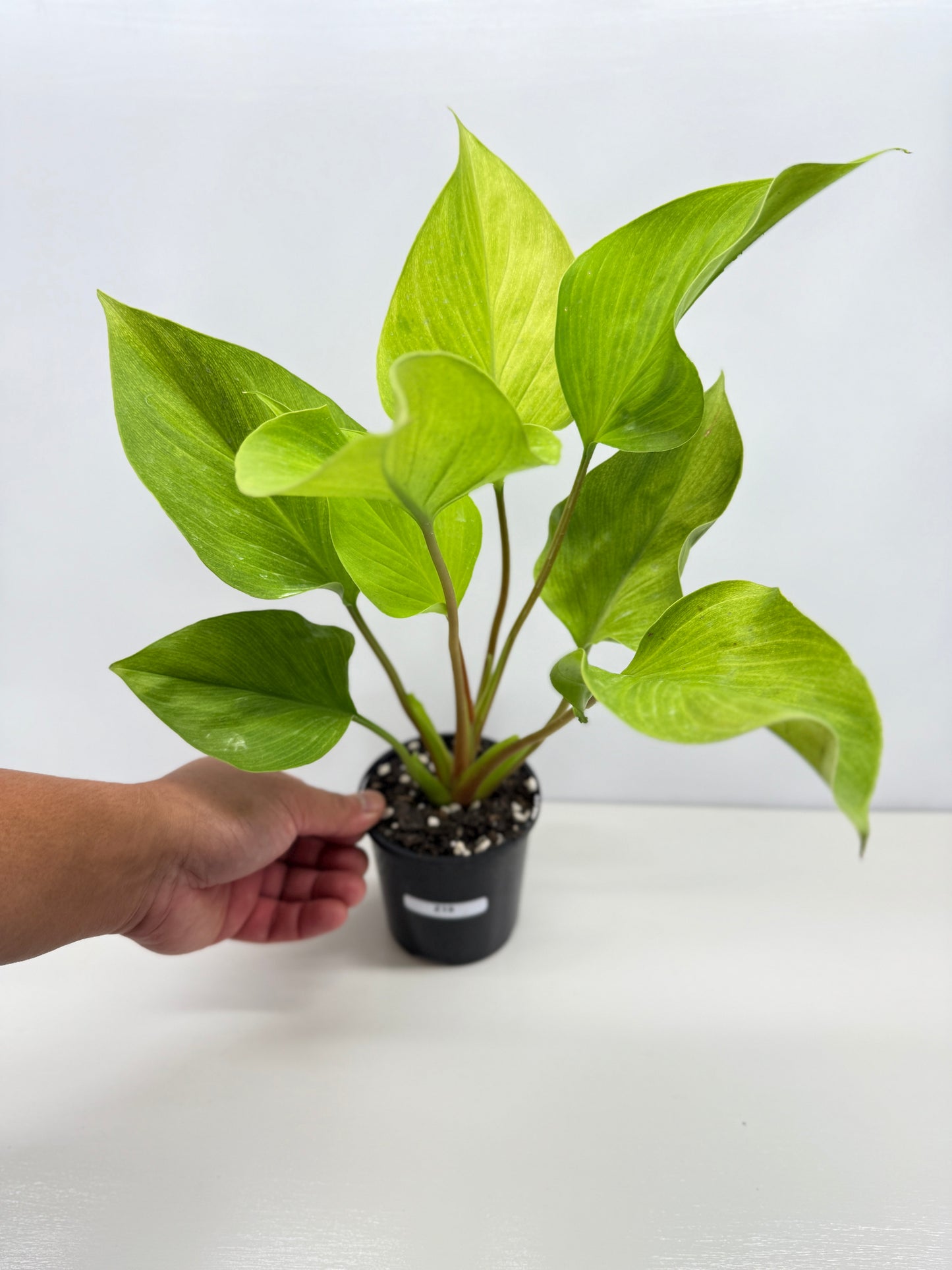 Homalomena Gold Z19