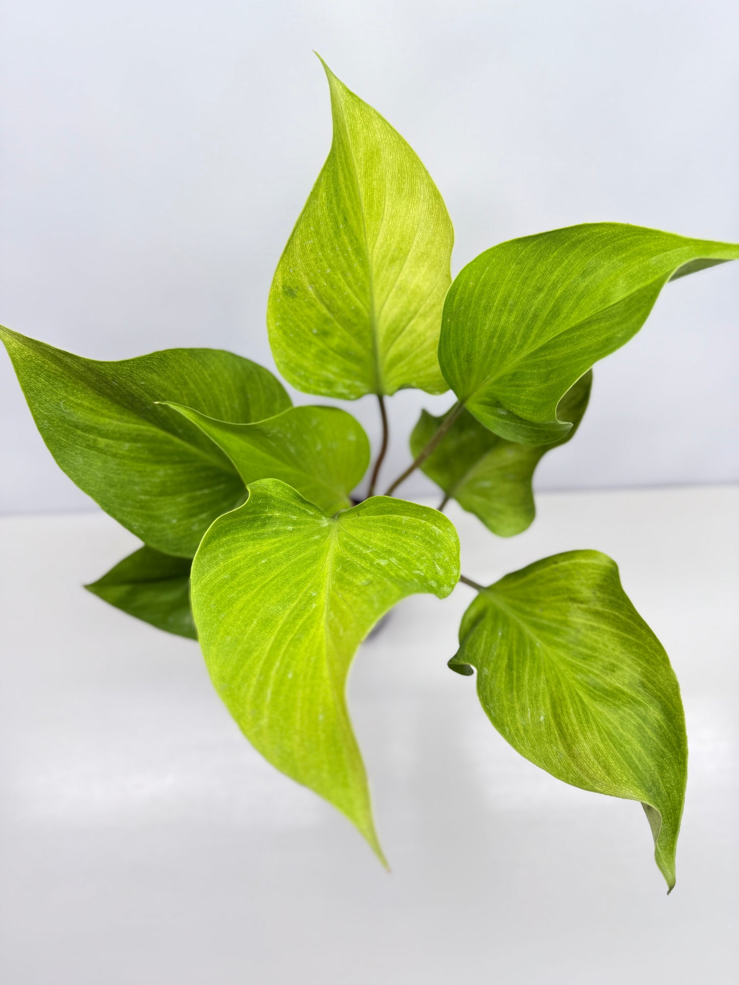 Homalomena Gold Z19