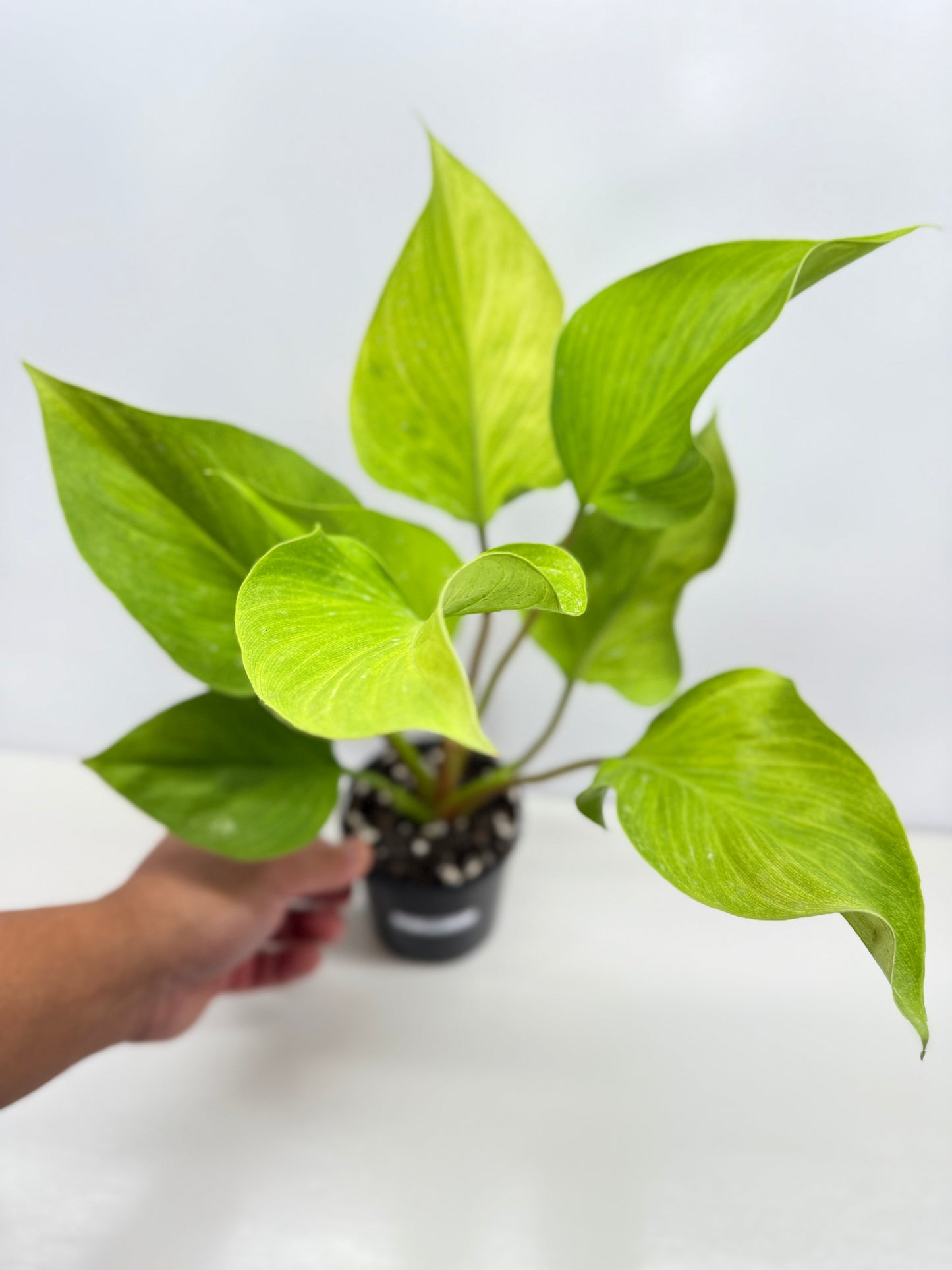 Homalomena Gold Z19