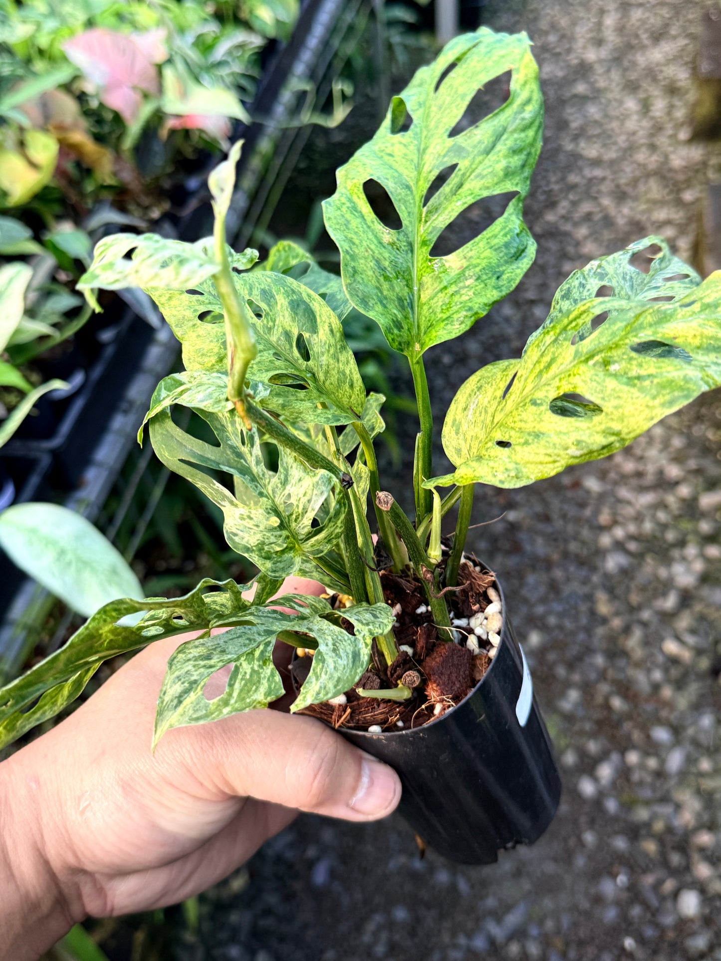 Monstera adansonii 'Mottled Mint' R51