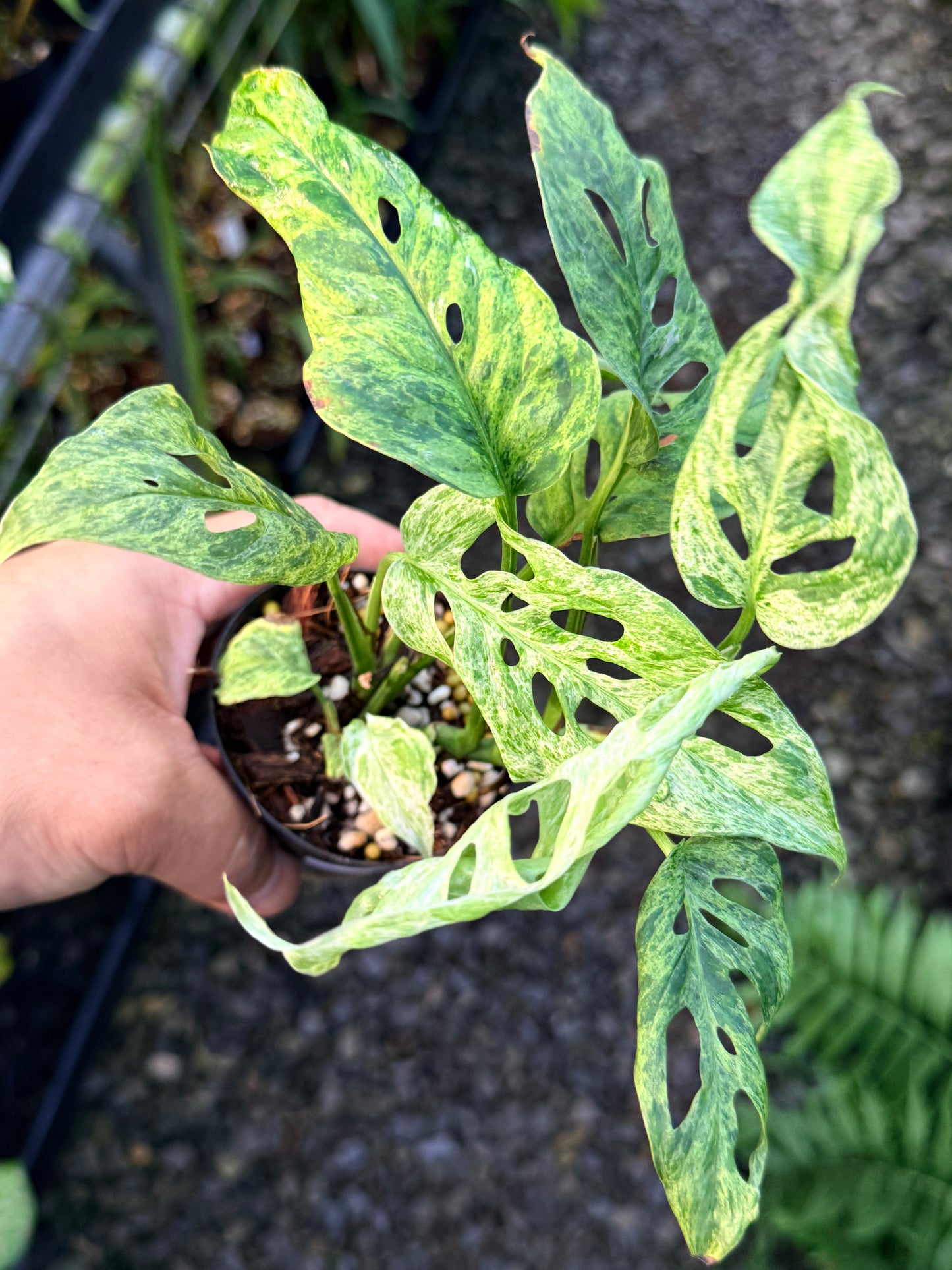 Monstera adansonii 'Mottled Mint' R50