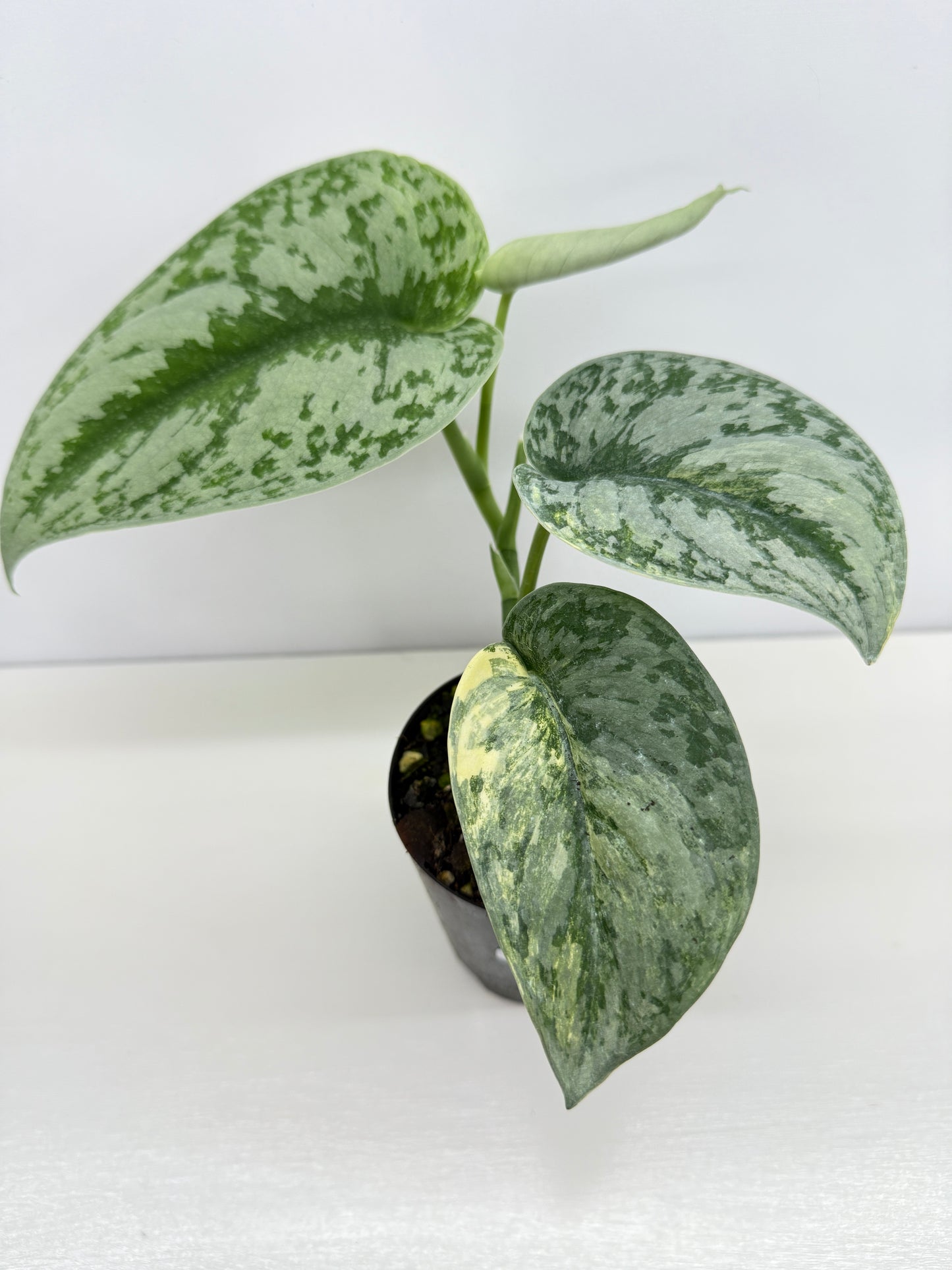 Scindapsus Pictus Aurea Mayari Variegata Z21
