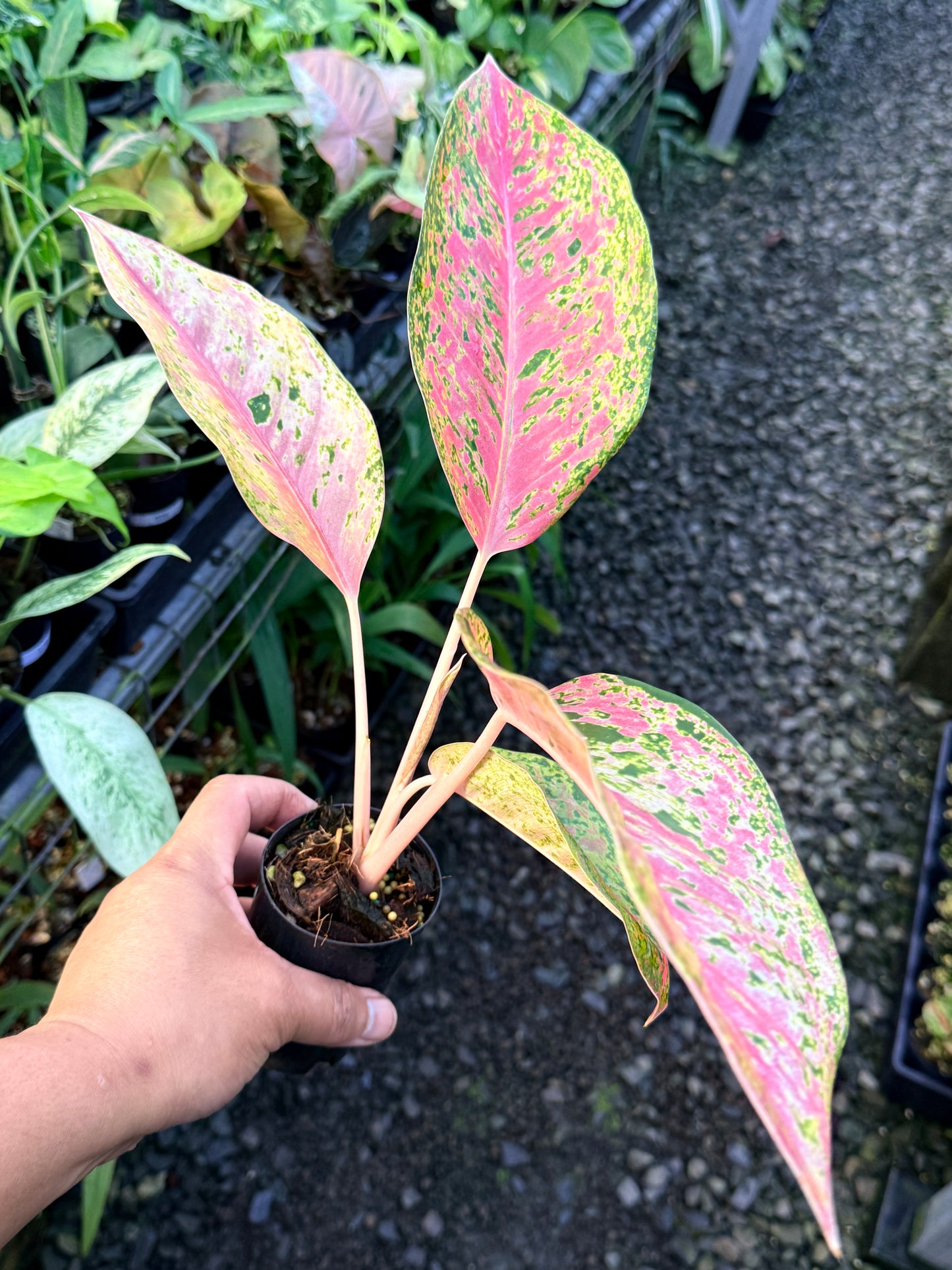 Aglaonema 'Rainbow' S19