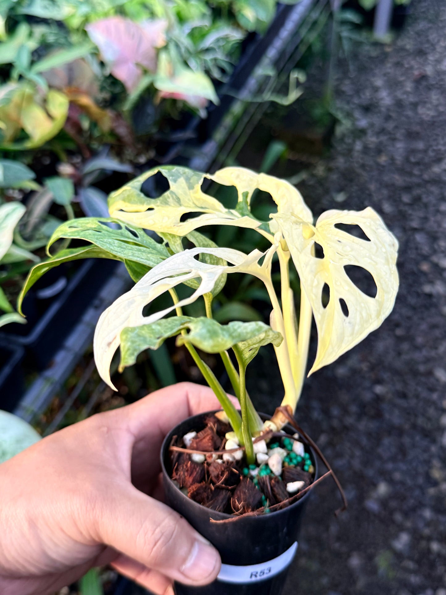 Monstera adansonii ‘Variegated Albo’ R53