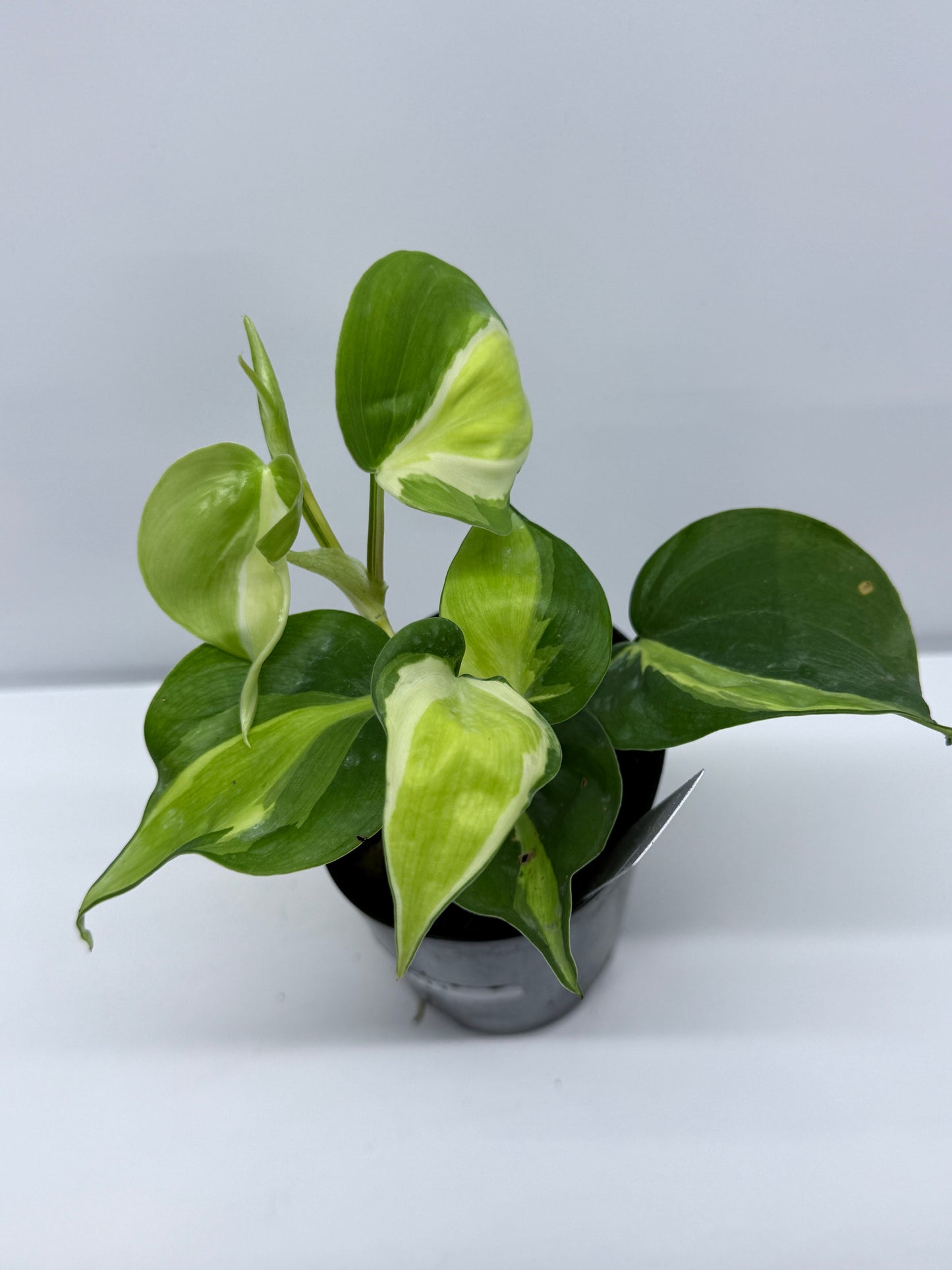 Philodendron Silver Stripe R11