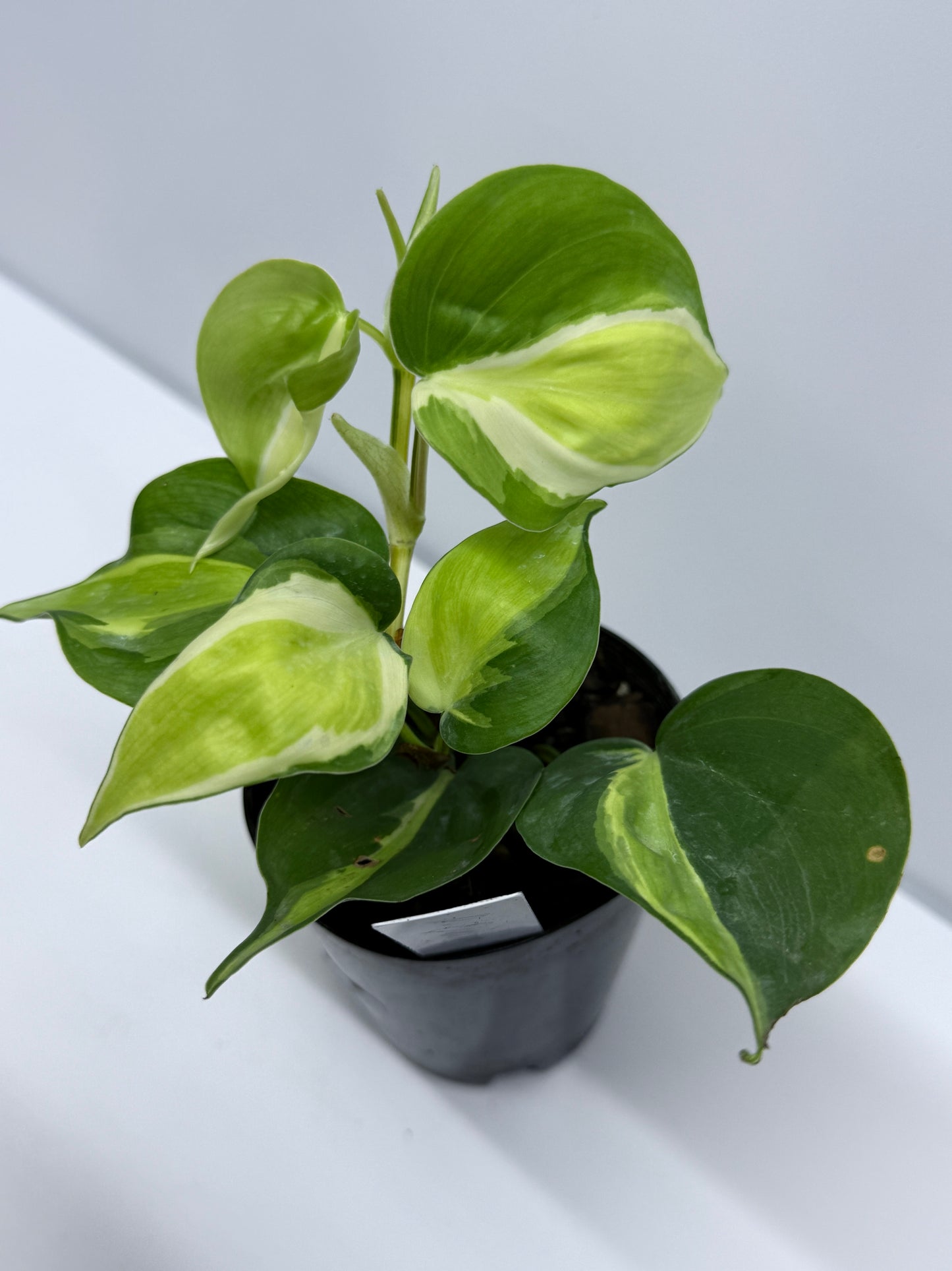 Philodendron Silver Stripe R11