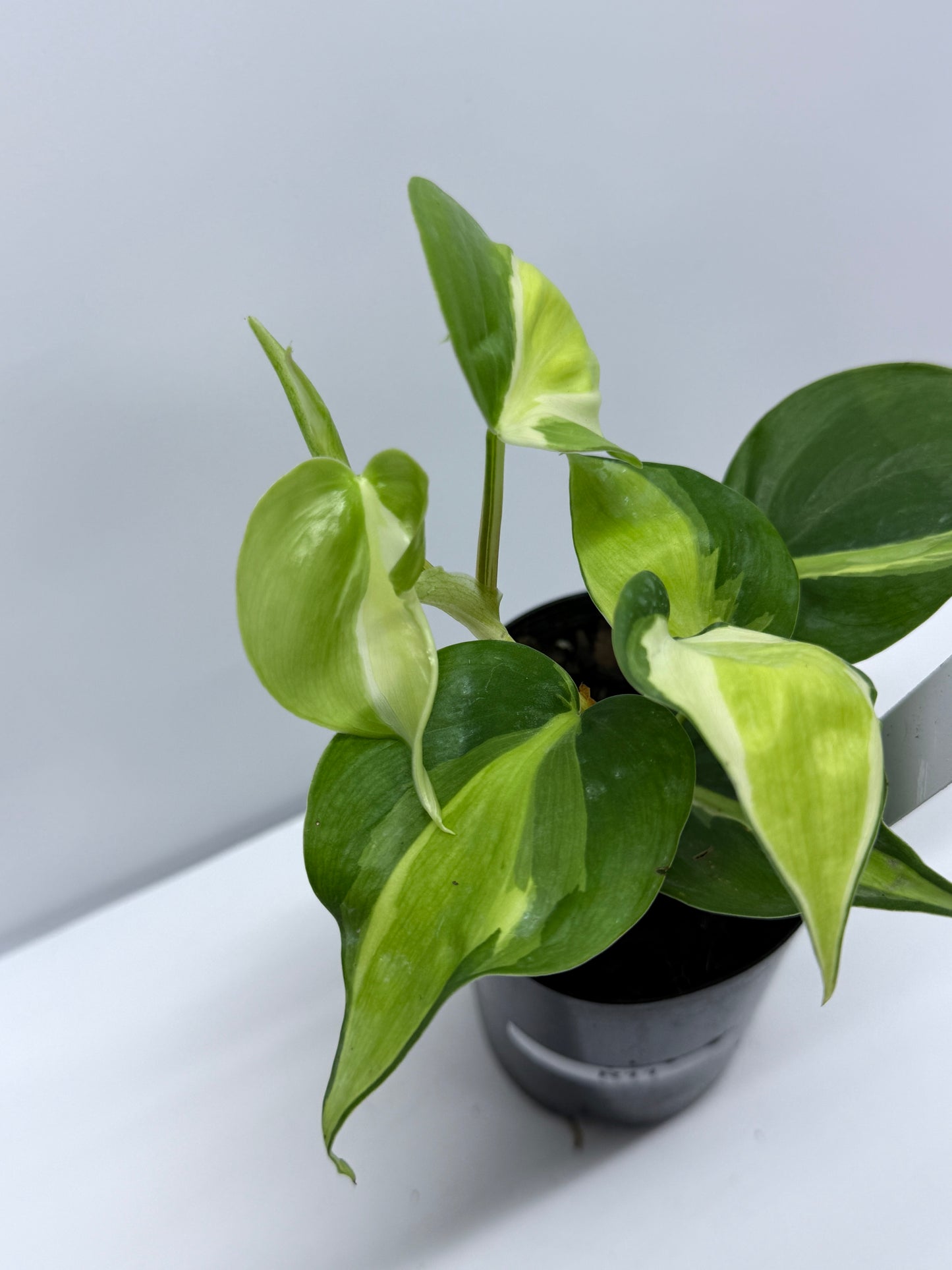 Philodendron Silver Stripe R11