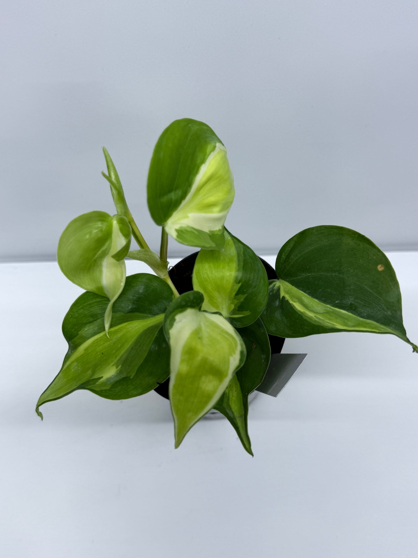 Philodendron Silver Stripe R11