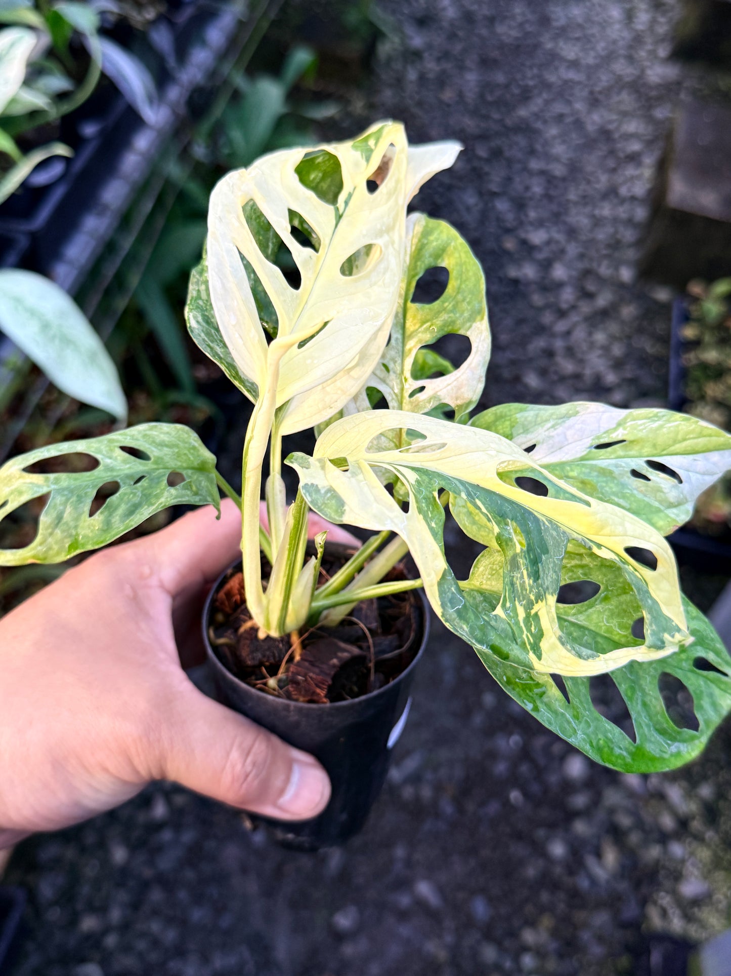 Monstera adansonii ‘Variegated Albo’ R55