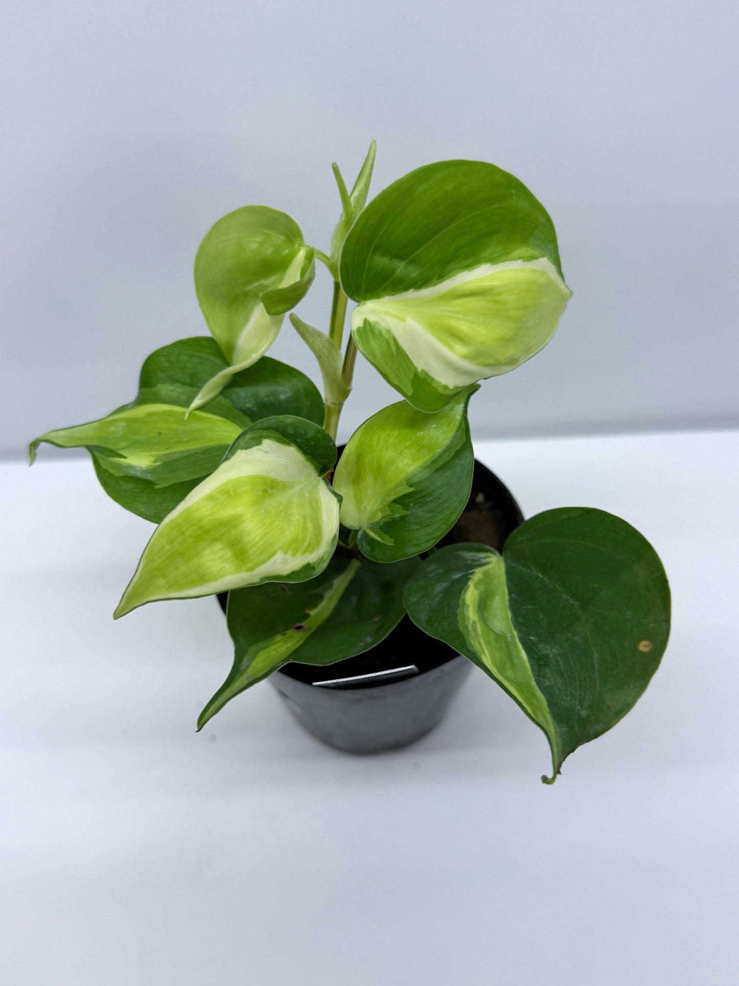 Philodendron Silver Stripe R11
