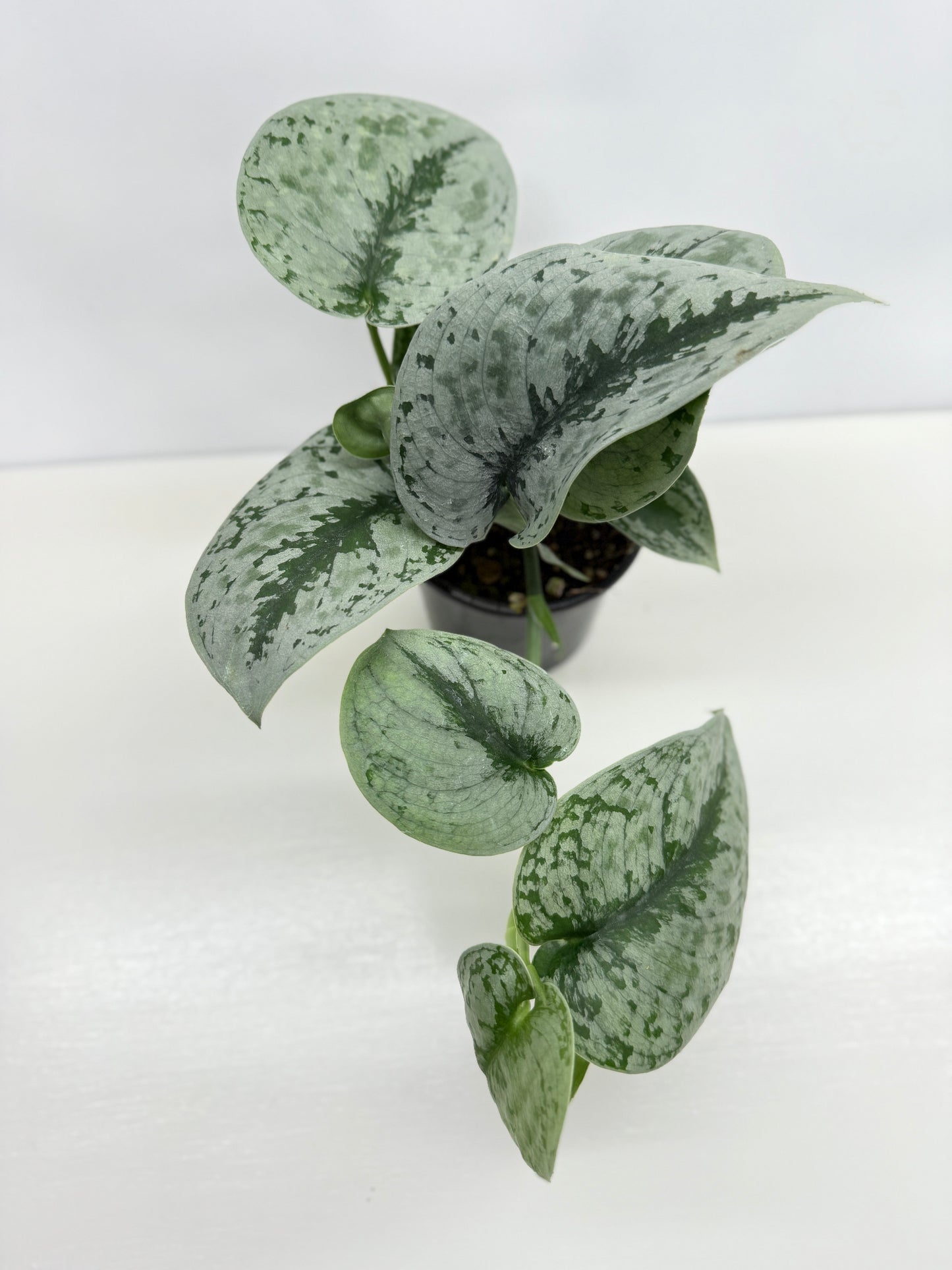 Scindapsus pictus Exotica - Best Pick of the Crop!