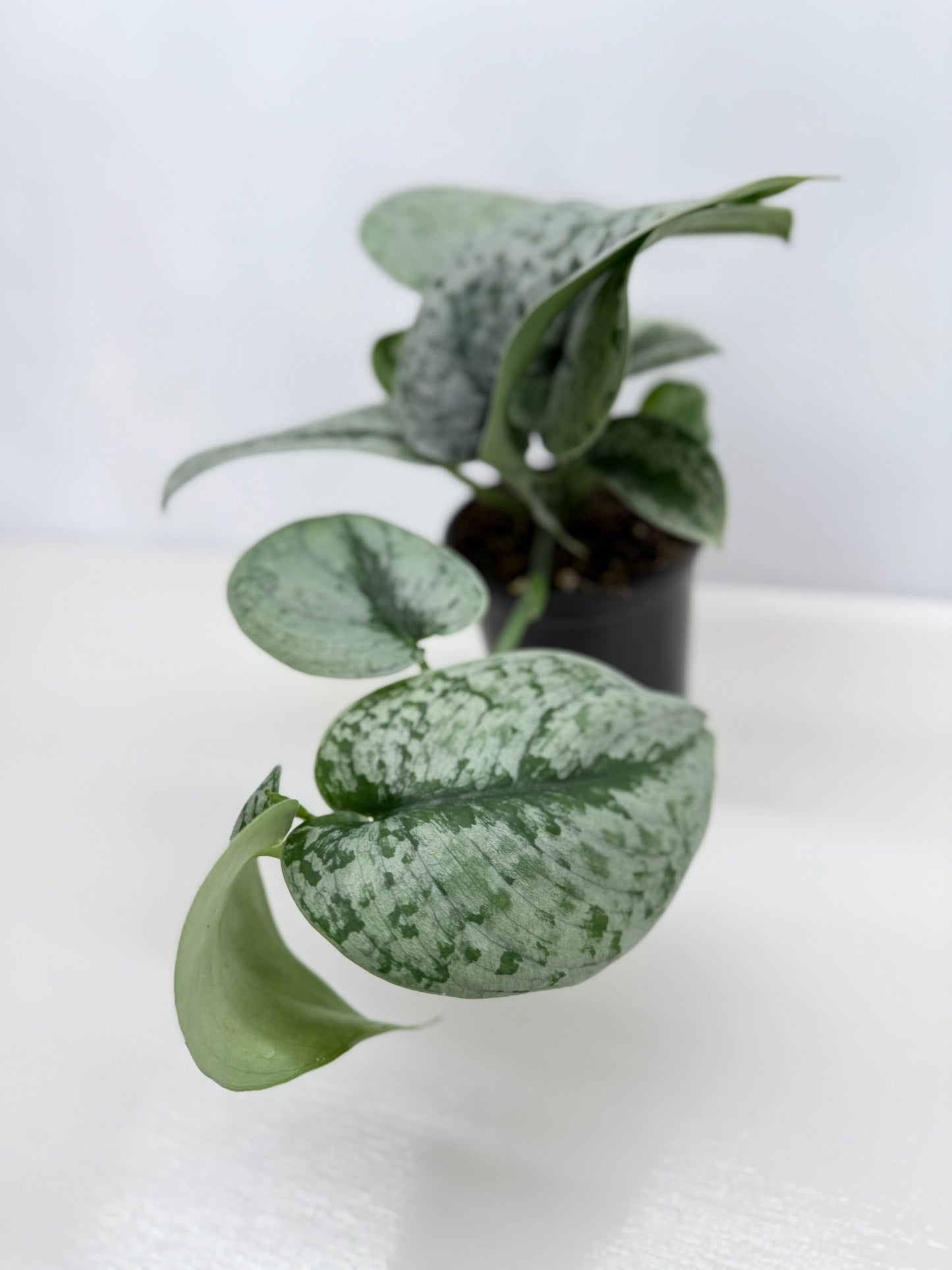Scindapsus pictus Exotica Z23