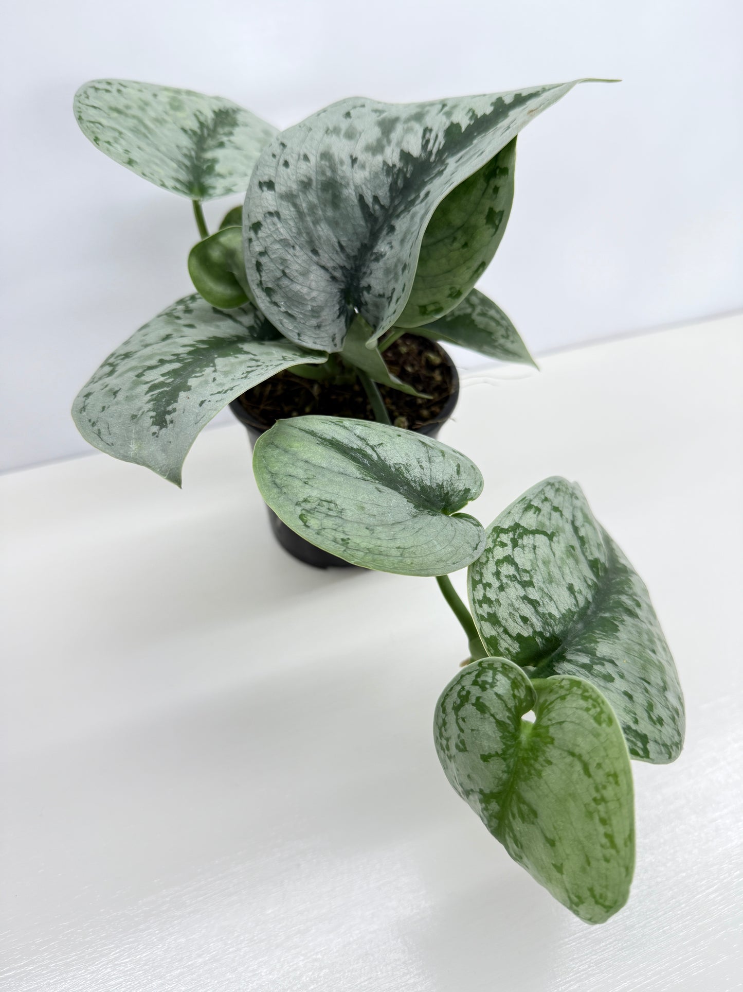 Scindapsus pictus Exotica Z23