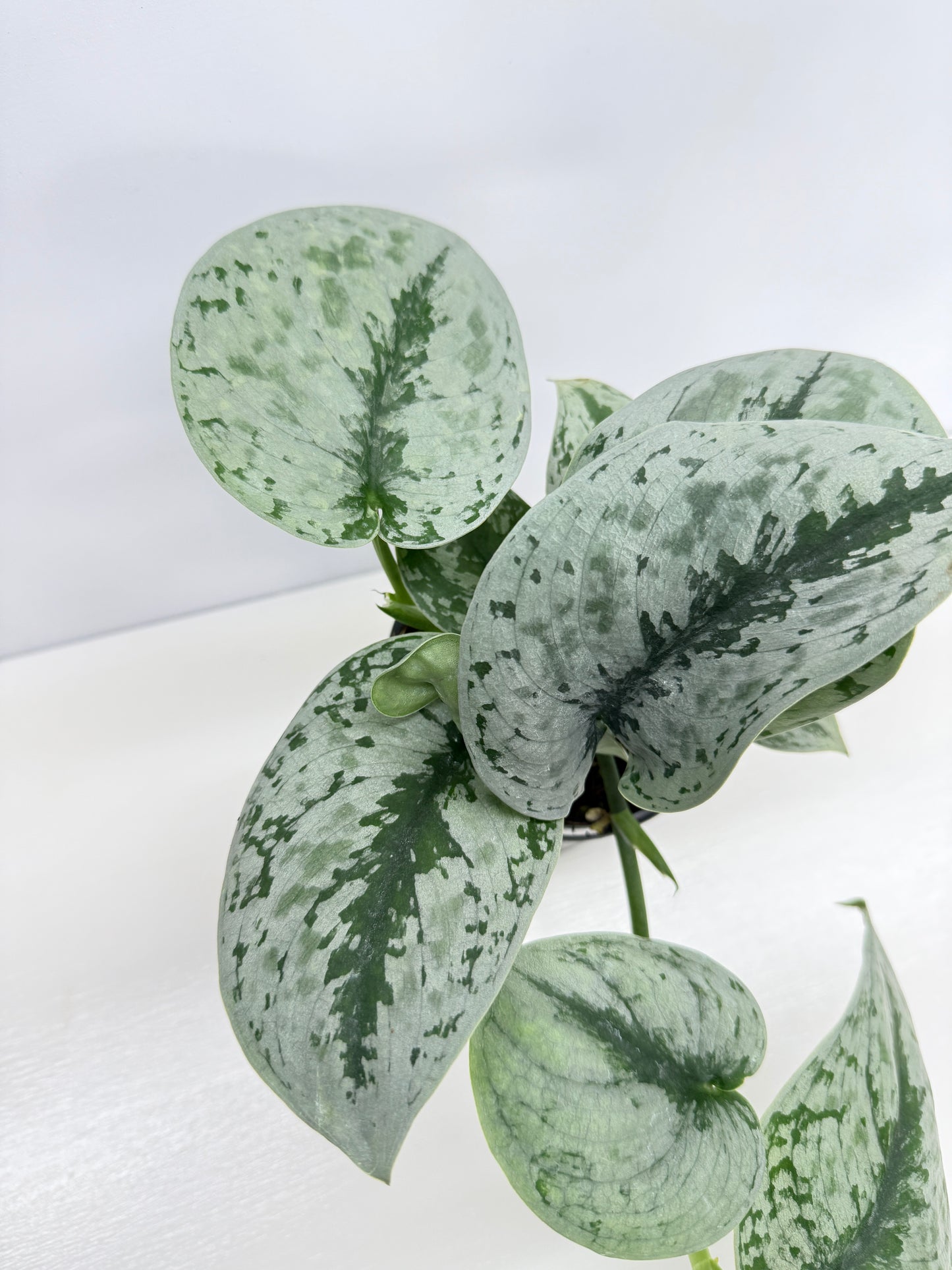 Scindapsus pictus Exotica Z23