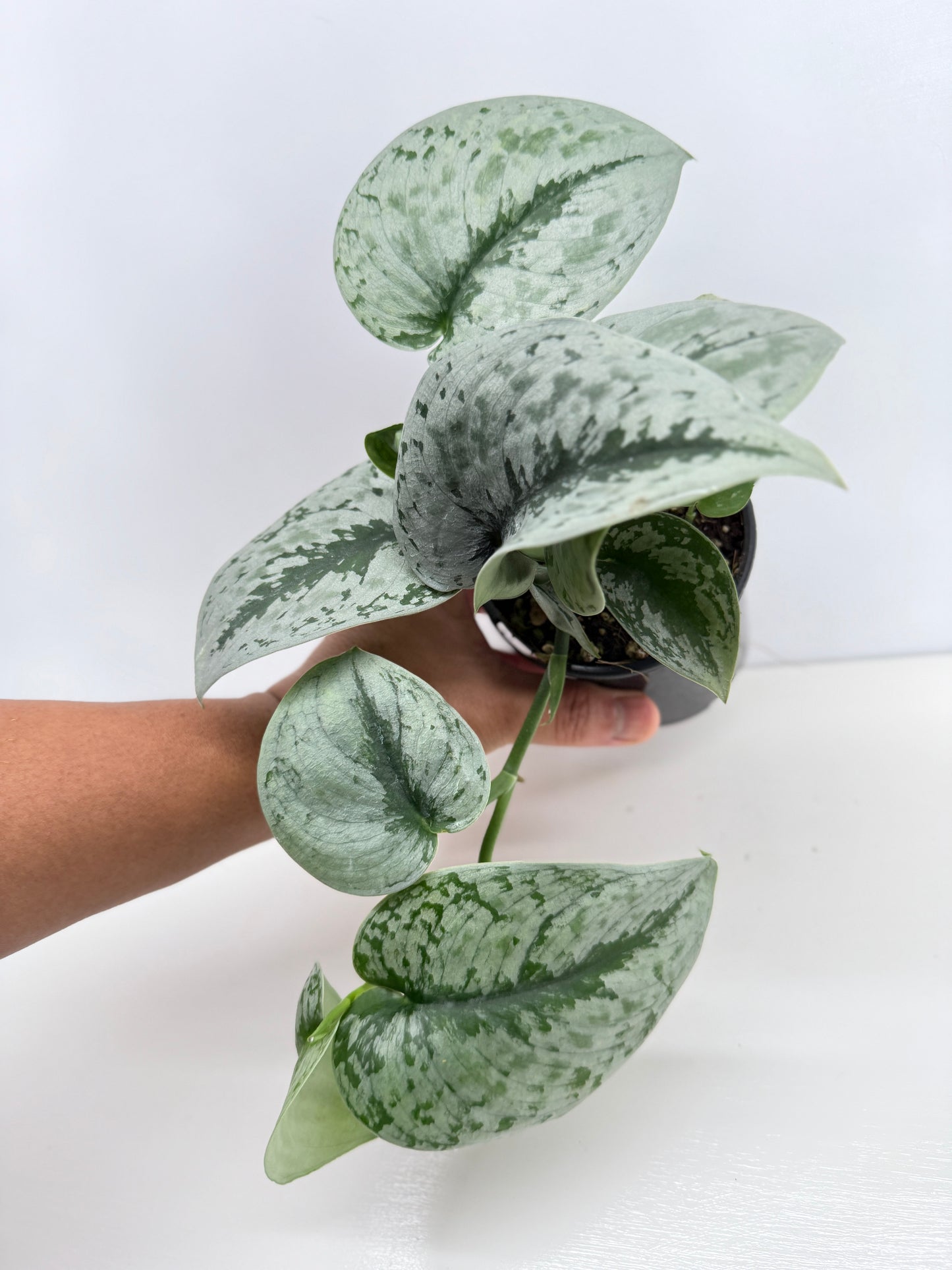 Scindapsus pictus Exotica Z23