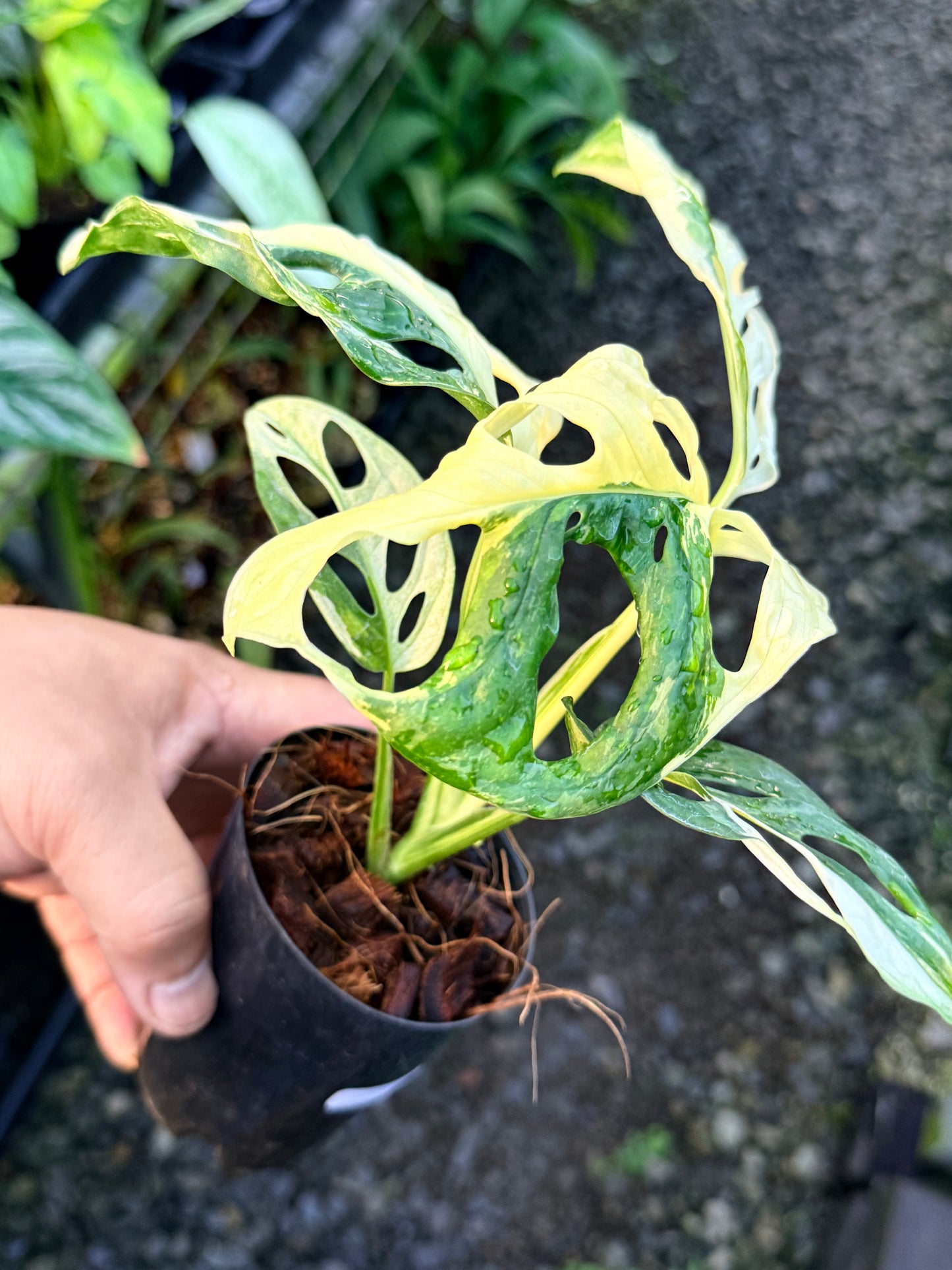 Monstera adansonii ‘Variegated Albo’ R54