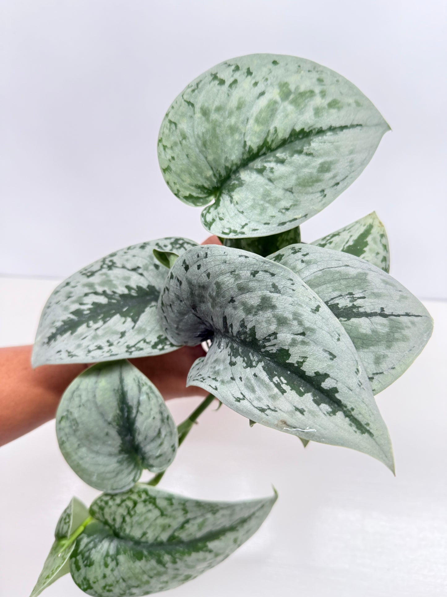 Scindapsus pictus Exotica Z23
