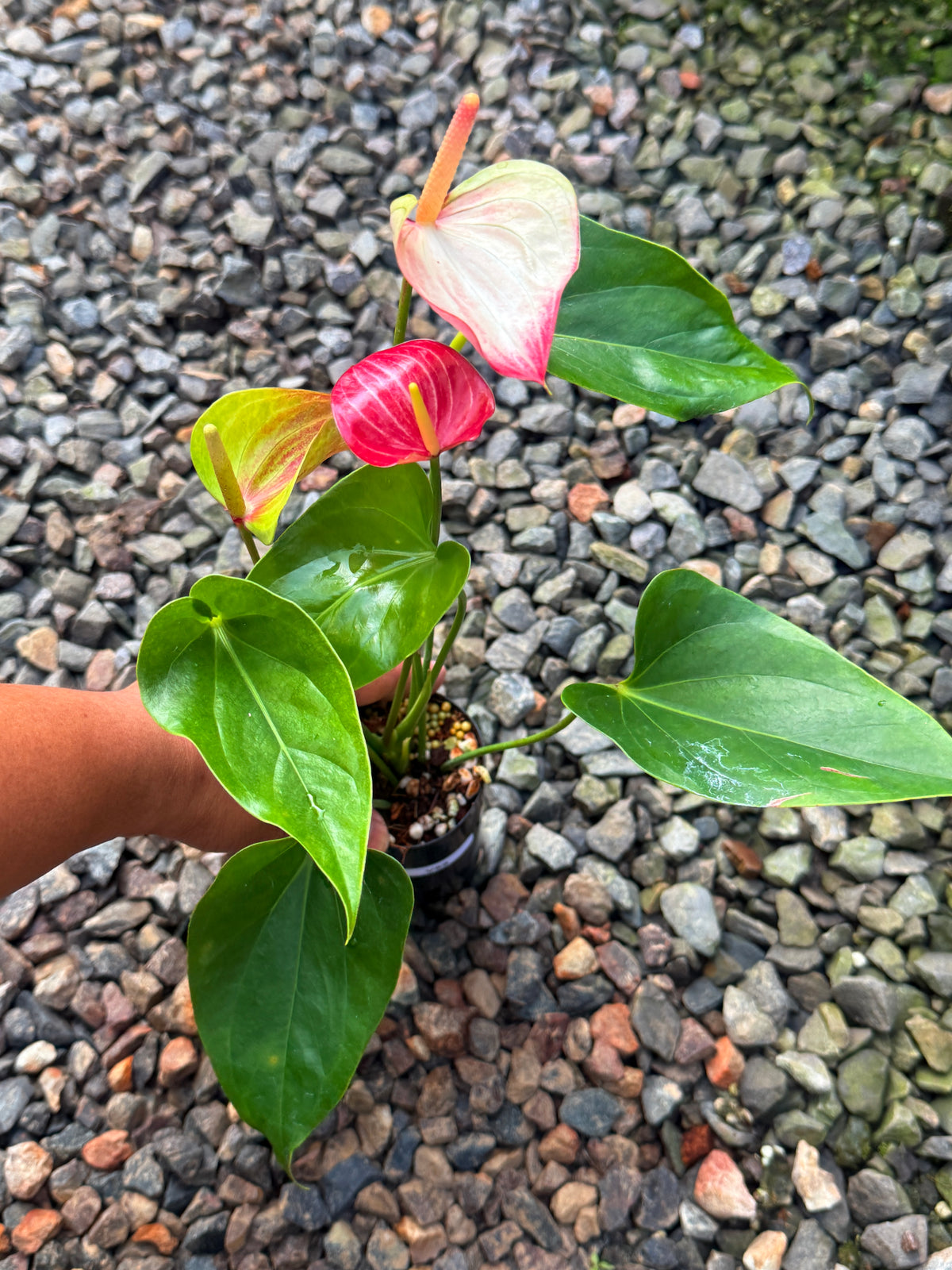 Anthurium 'Livium Ruby' V59