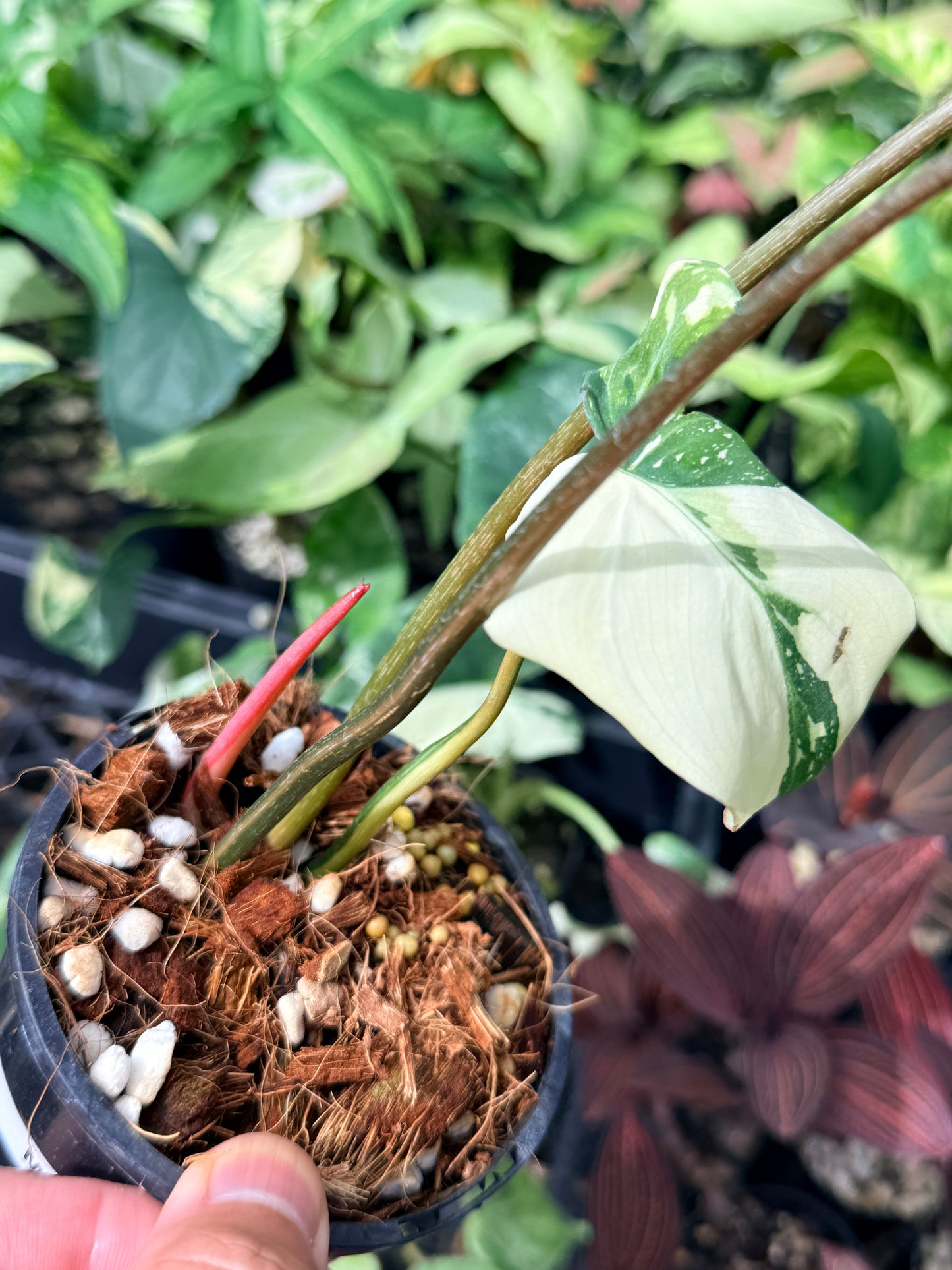 Philodendron Gloriosum Variegata - NONTC M22