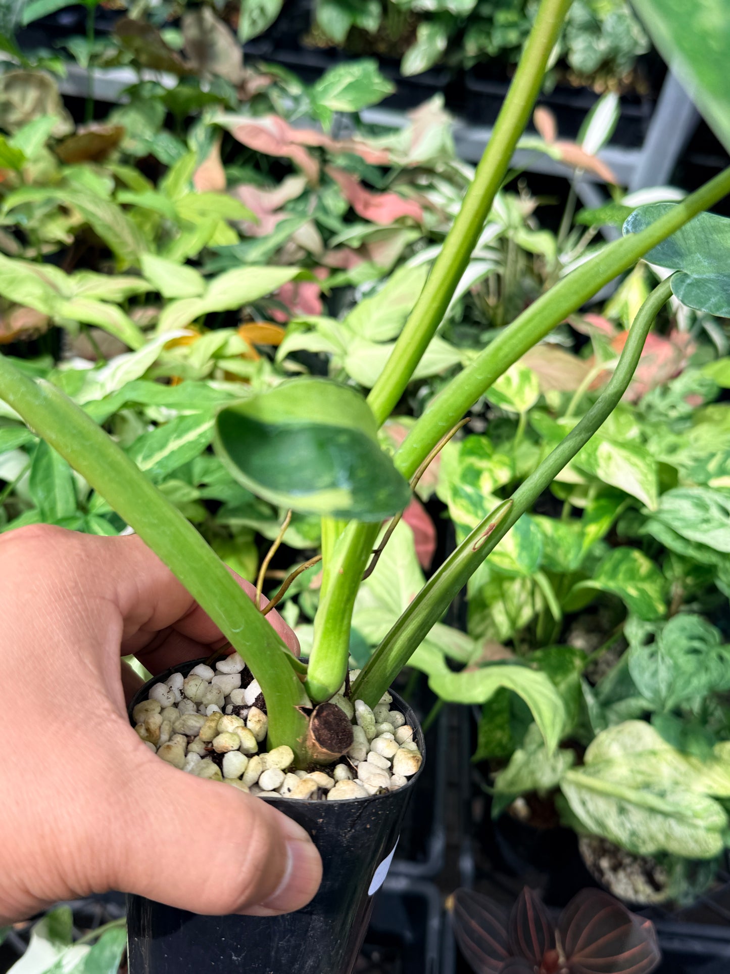 Philodendron Jose Buono Variegated N65