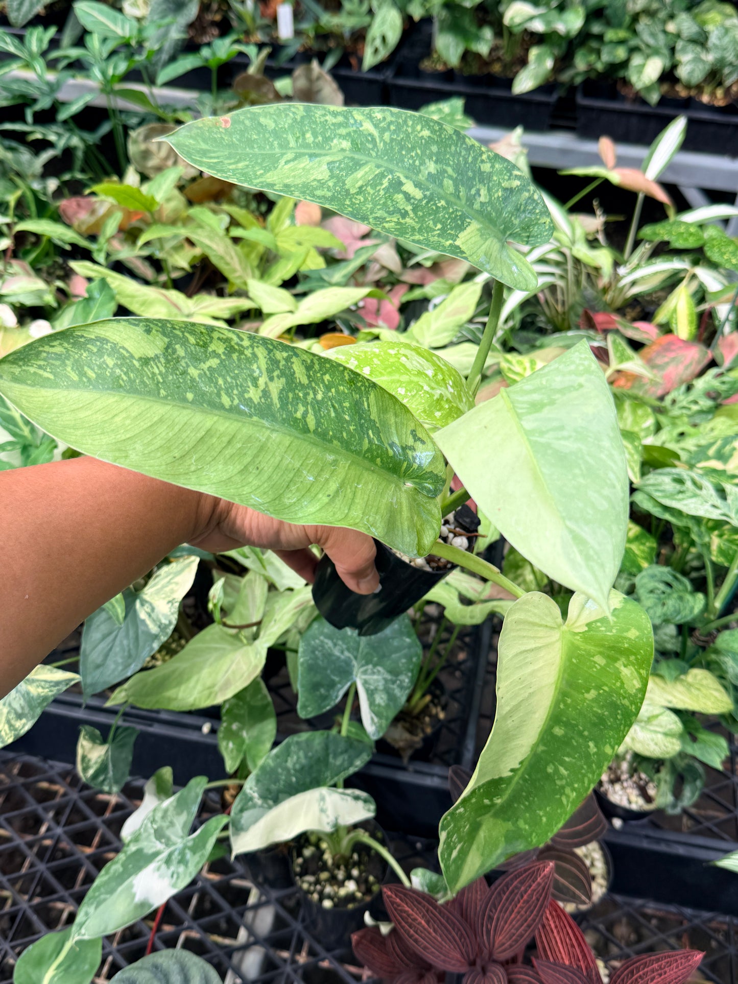 Philodendron Jose Buono Variegated N66