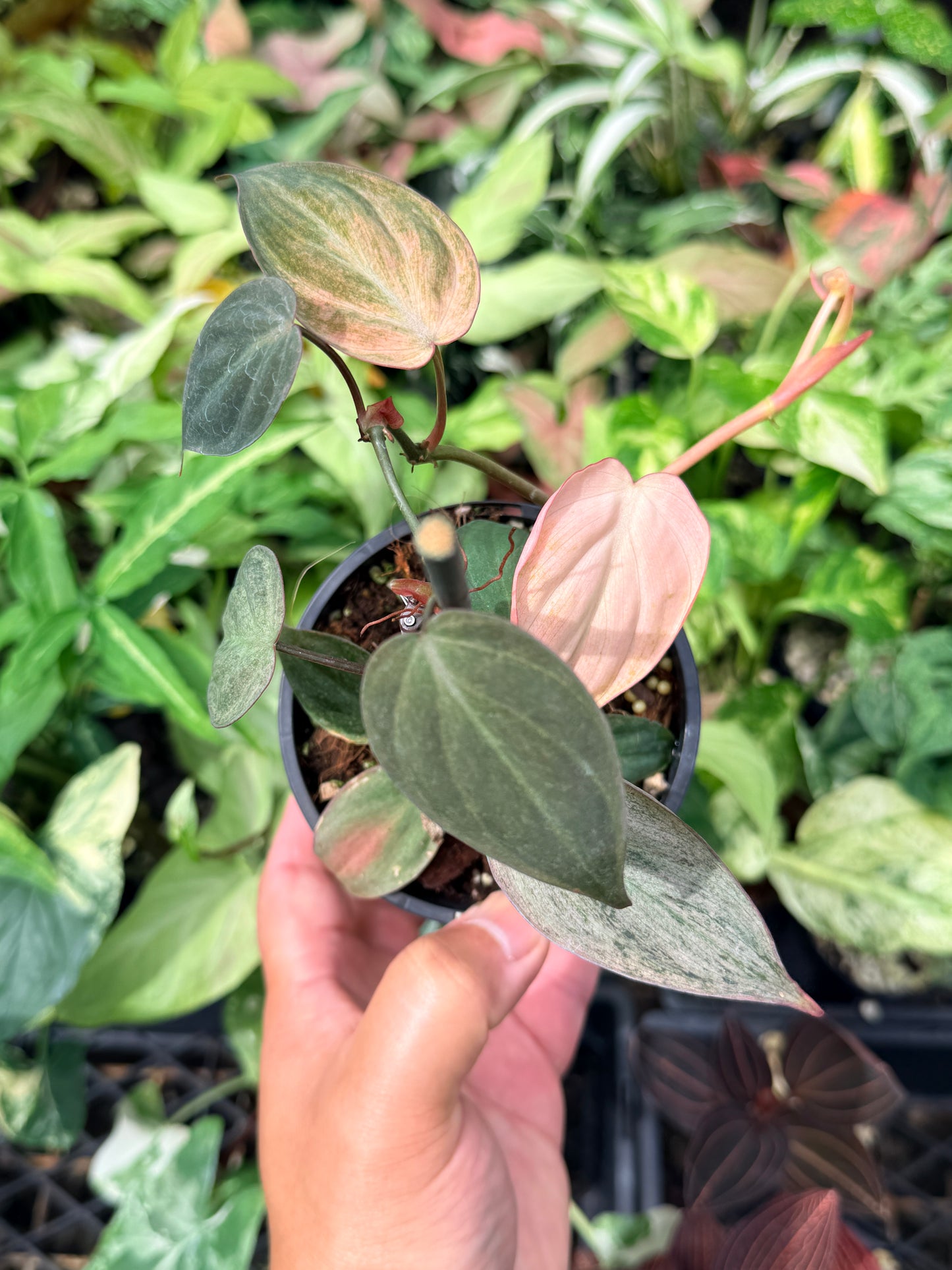 Philodendron Micans Pink Mint Variegated N72