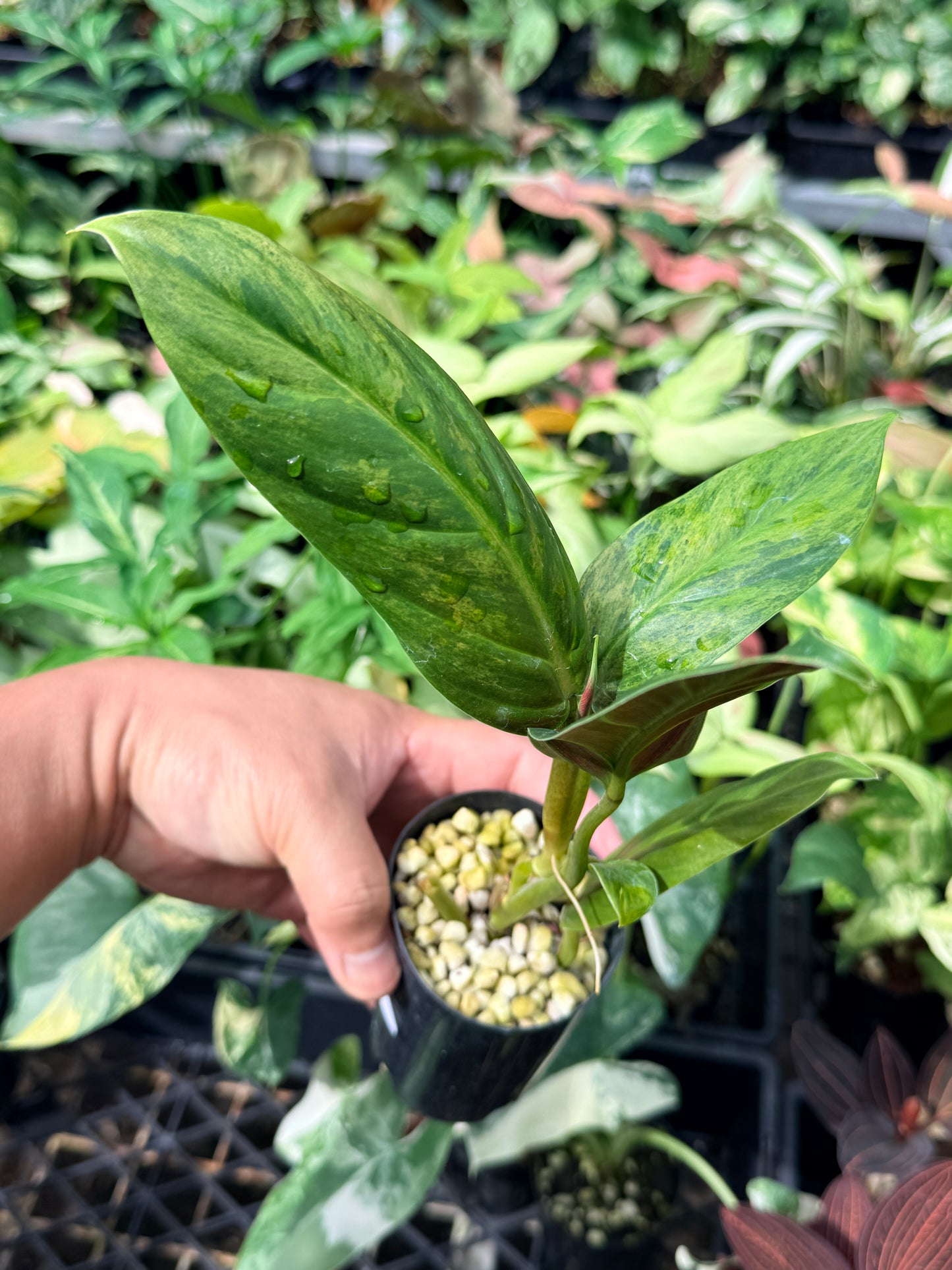 Philodendron 'Subhastatum' Variegata N69