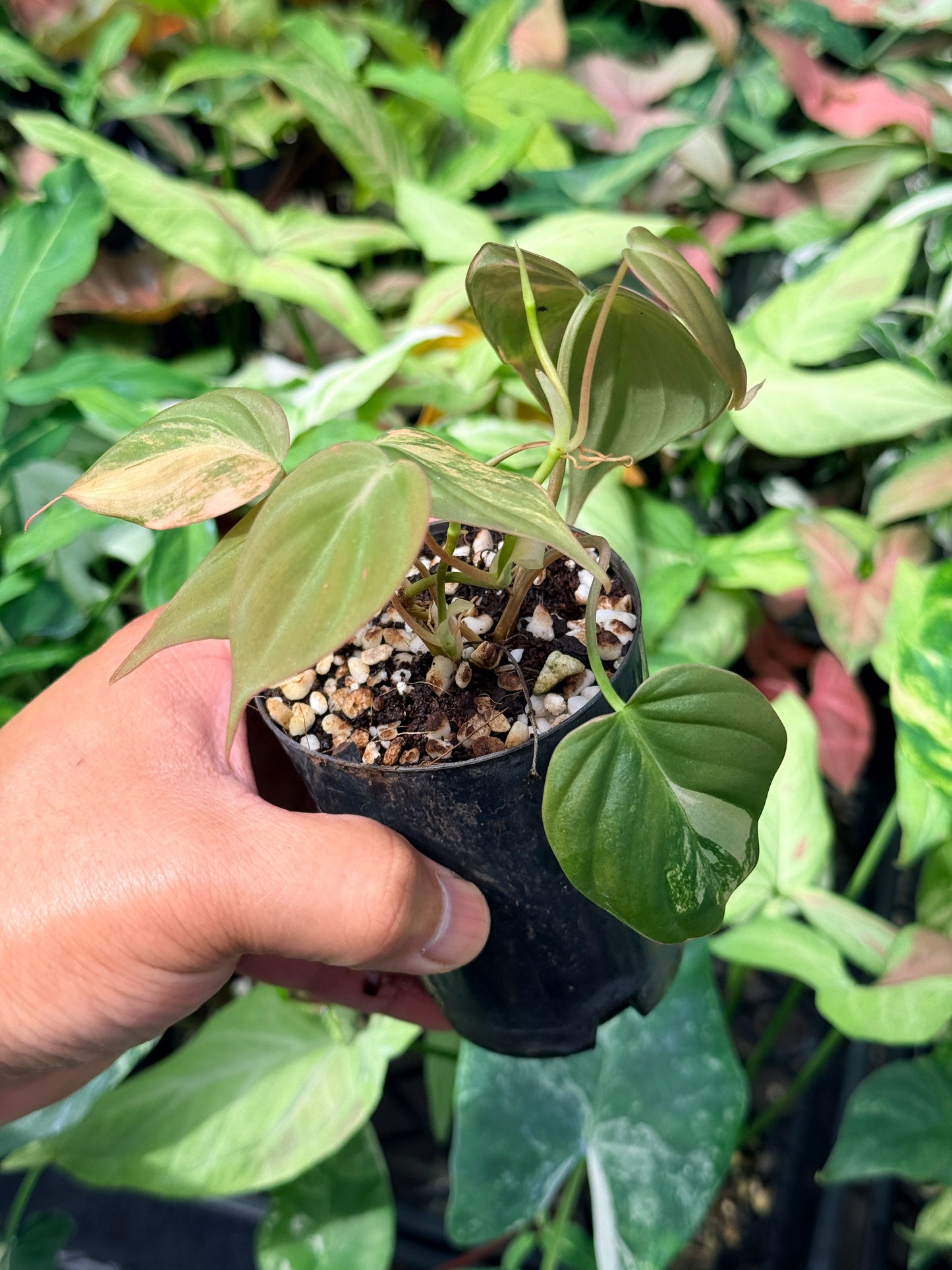 Philodendron Micans Variegated N61