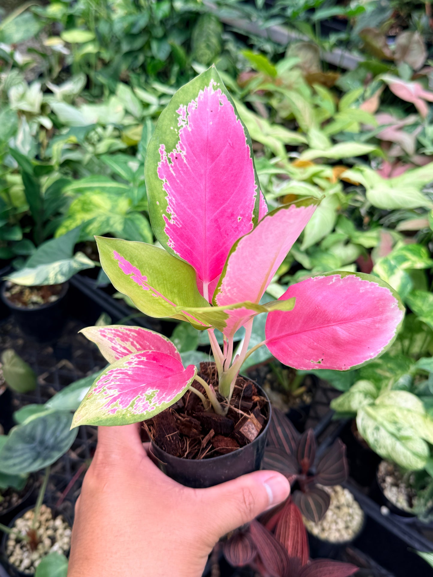 Aglaonema 'China Red' N75