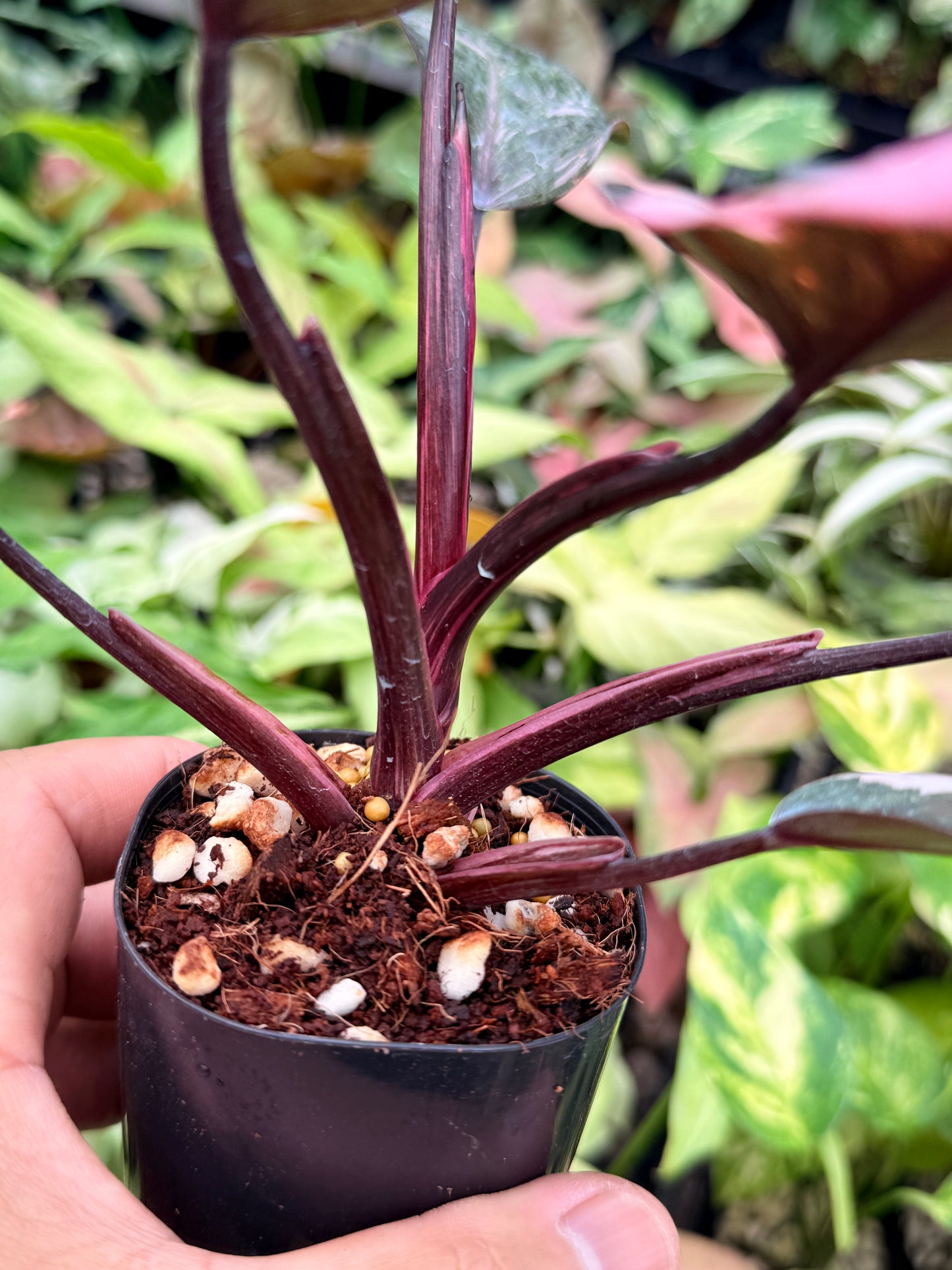Philodendron 'Pink Princess Galaxy' N84