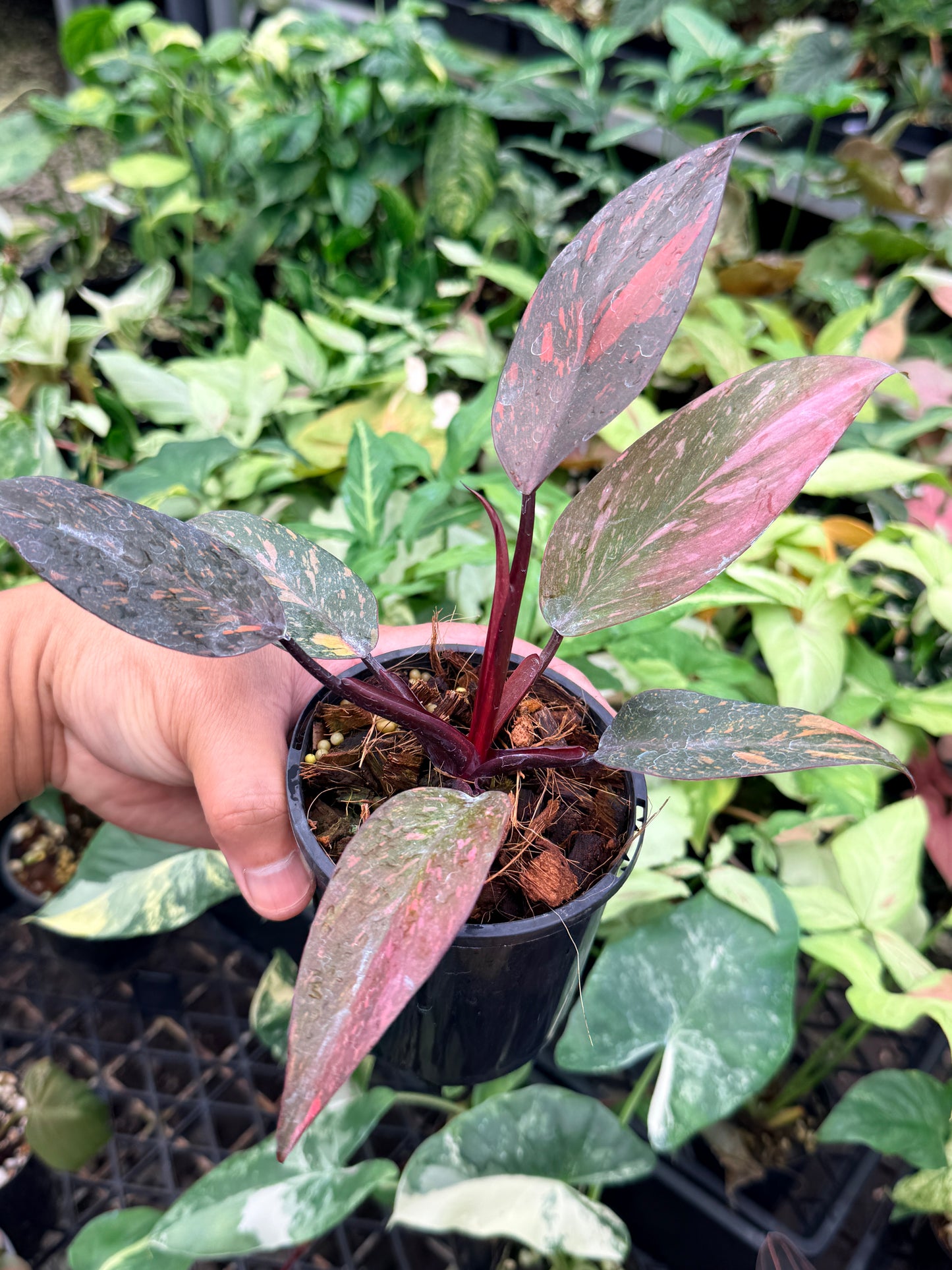 Philodendron 'Orange Princess' N83