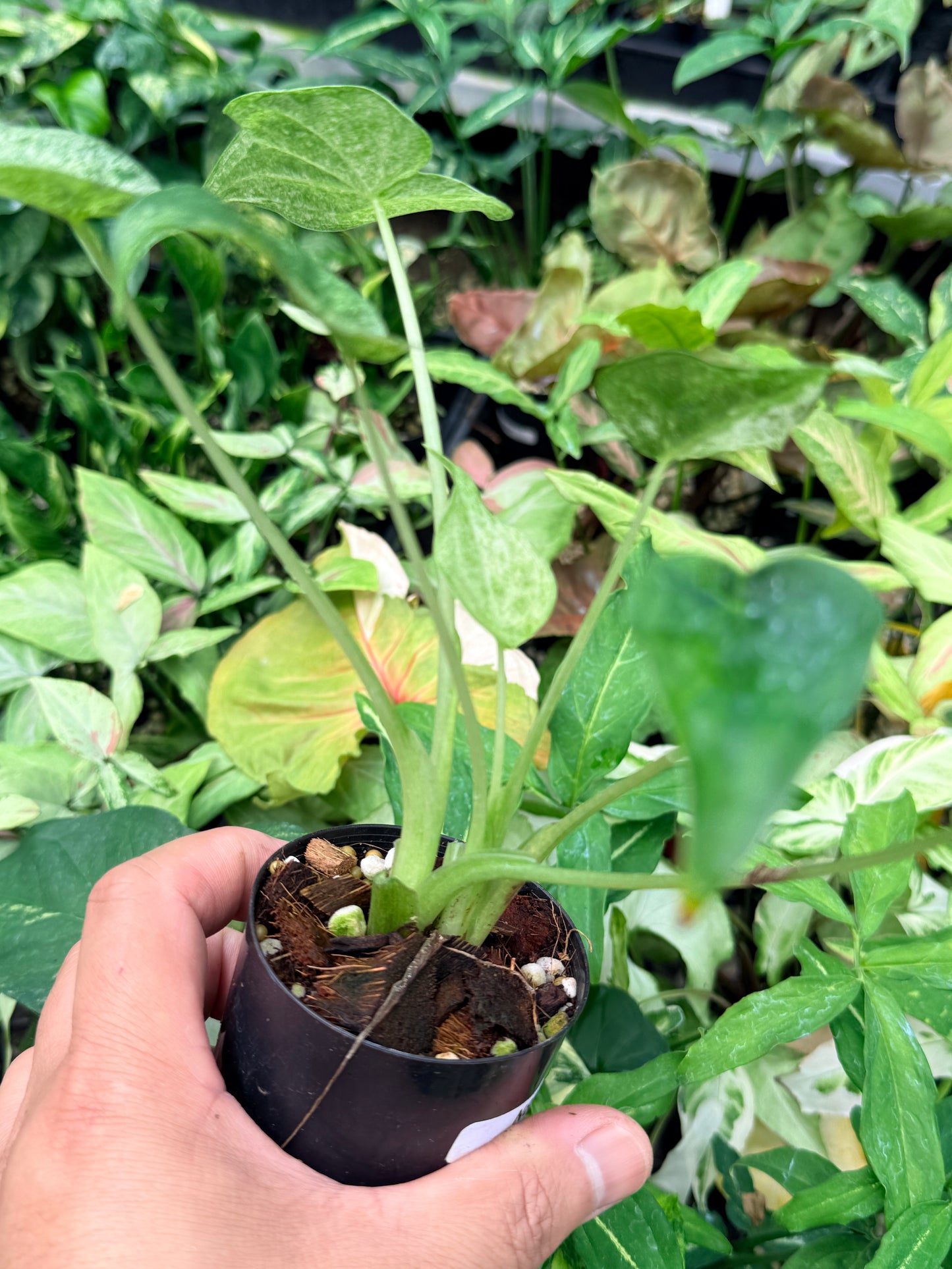 Alocasia cucullata 'White Mint Variegated' N82