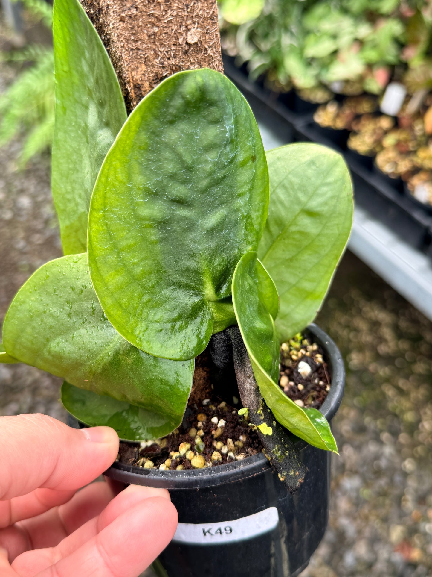 Rhaphidophora korthalsii K49