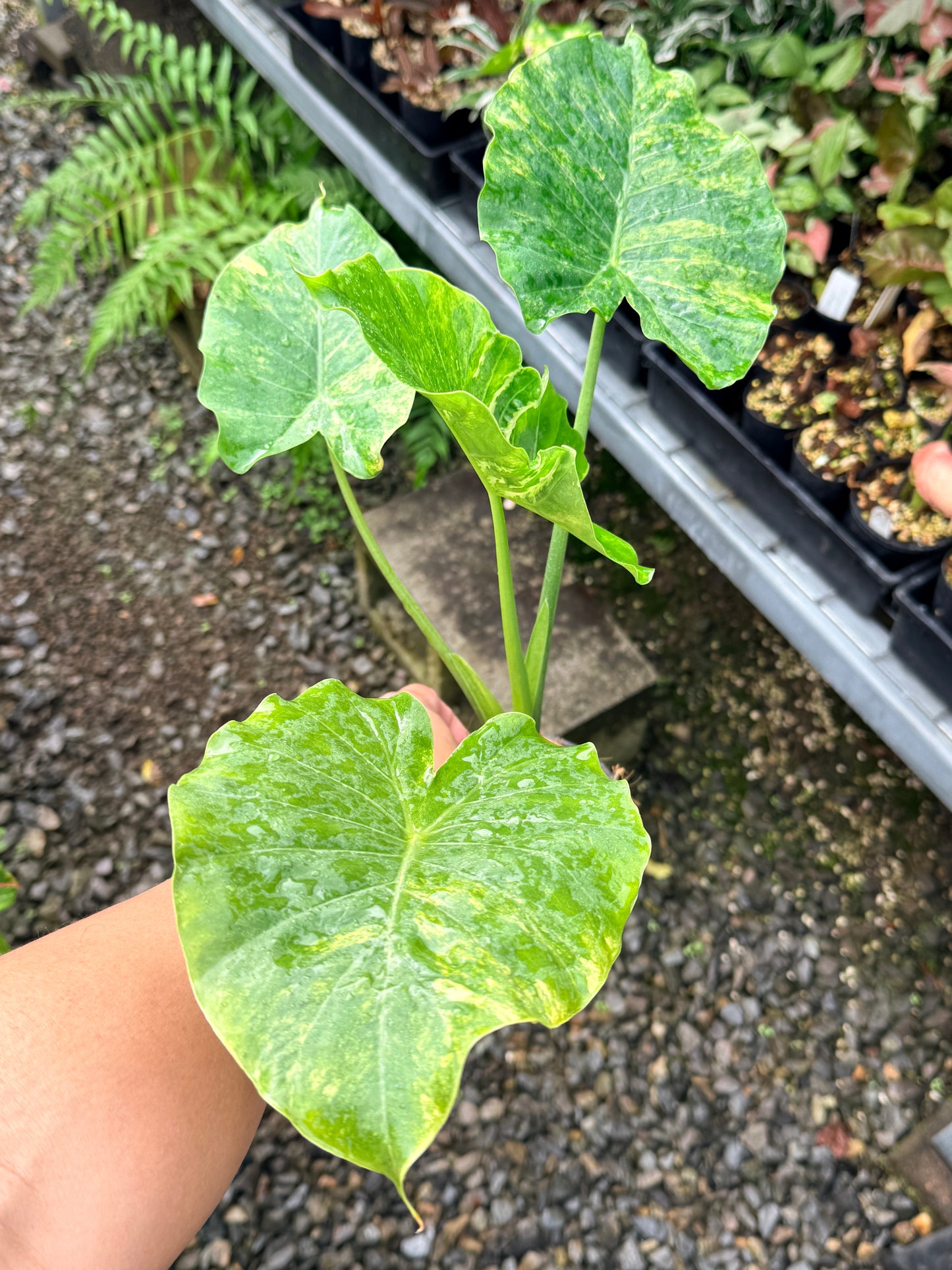 Alocasia gageana 'Aurea Variegated' - Large N60