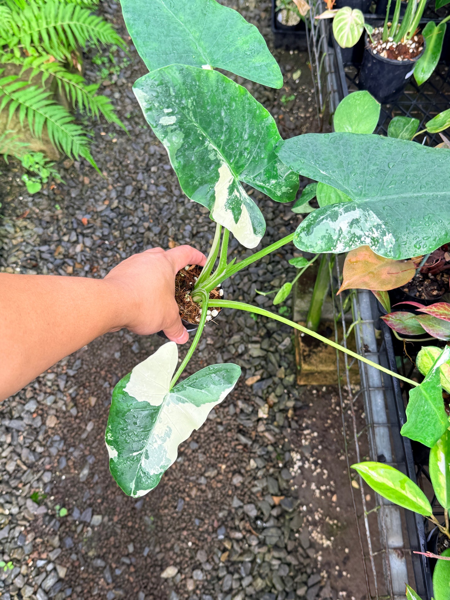 Alocasia macrorrhiza variegata 'Variegated Elephant Ears' - Large N57