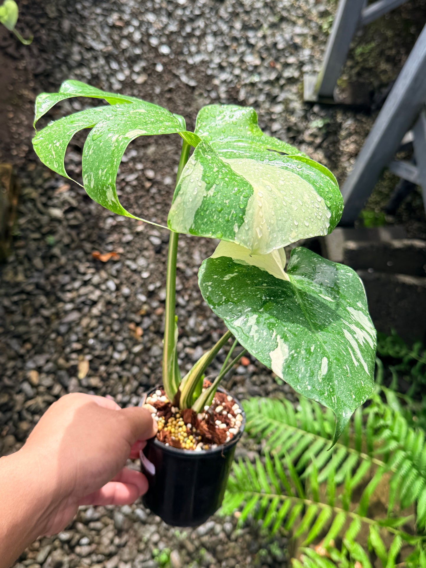 Monstera Thai Constellation - Great Variegation N35