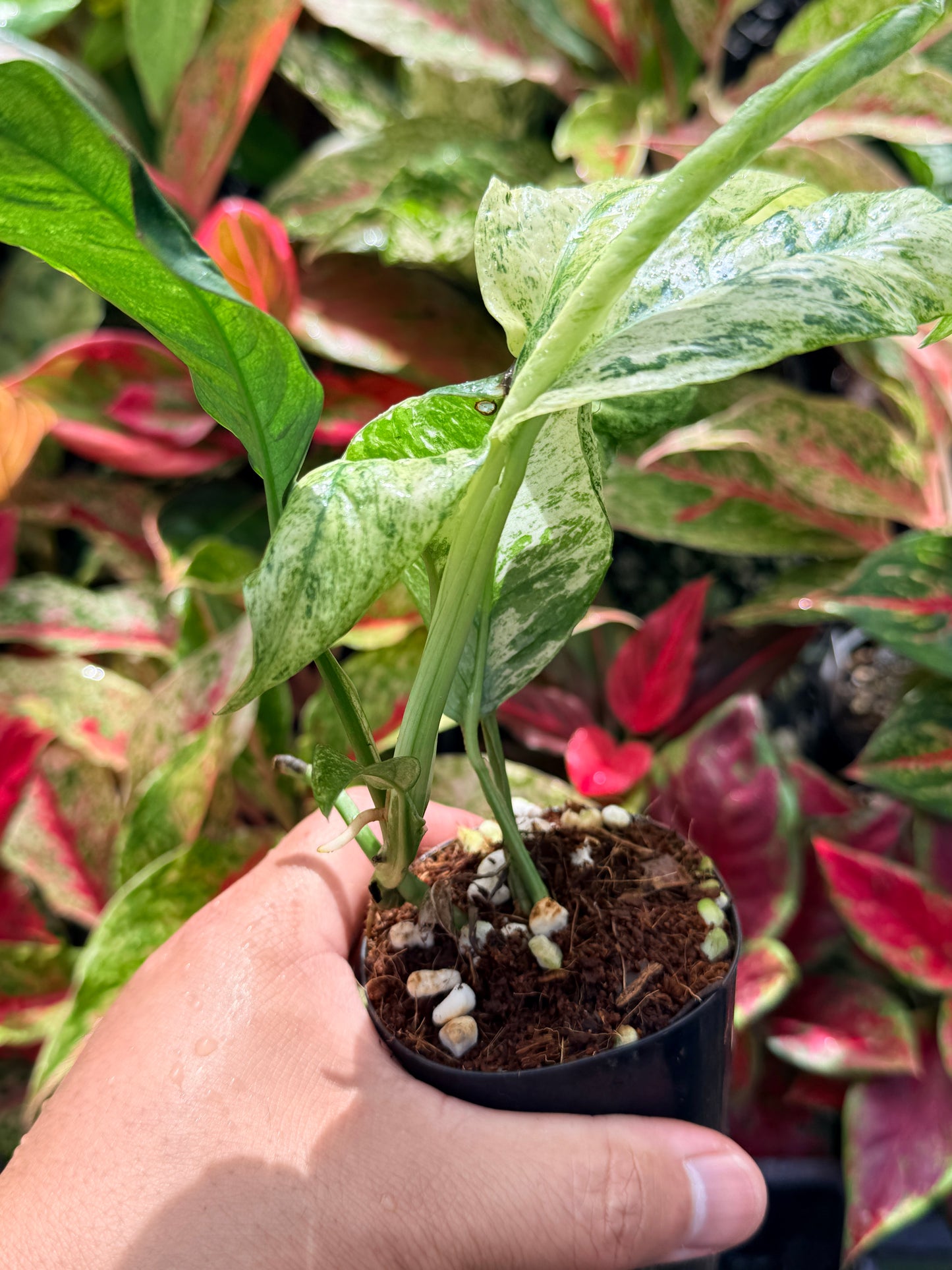 Rhaphidophora 'Puberula Variegated' N59